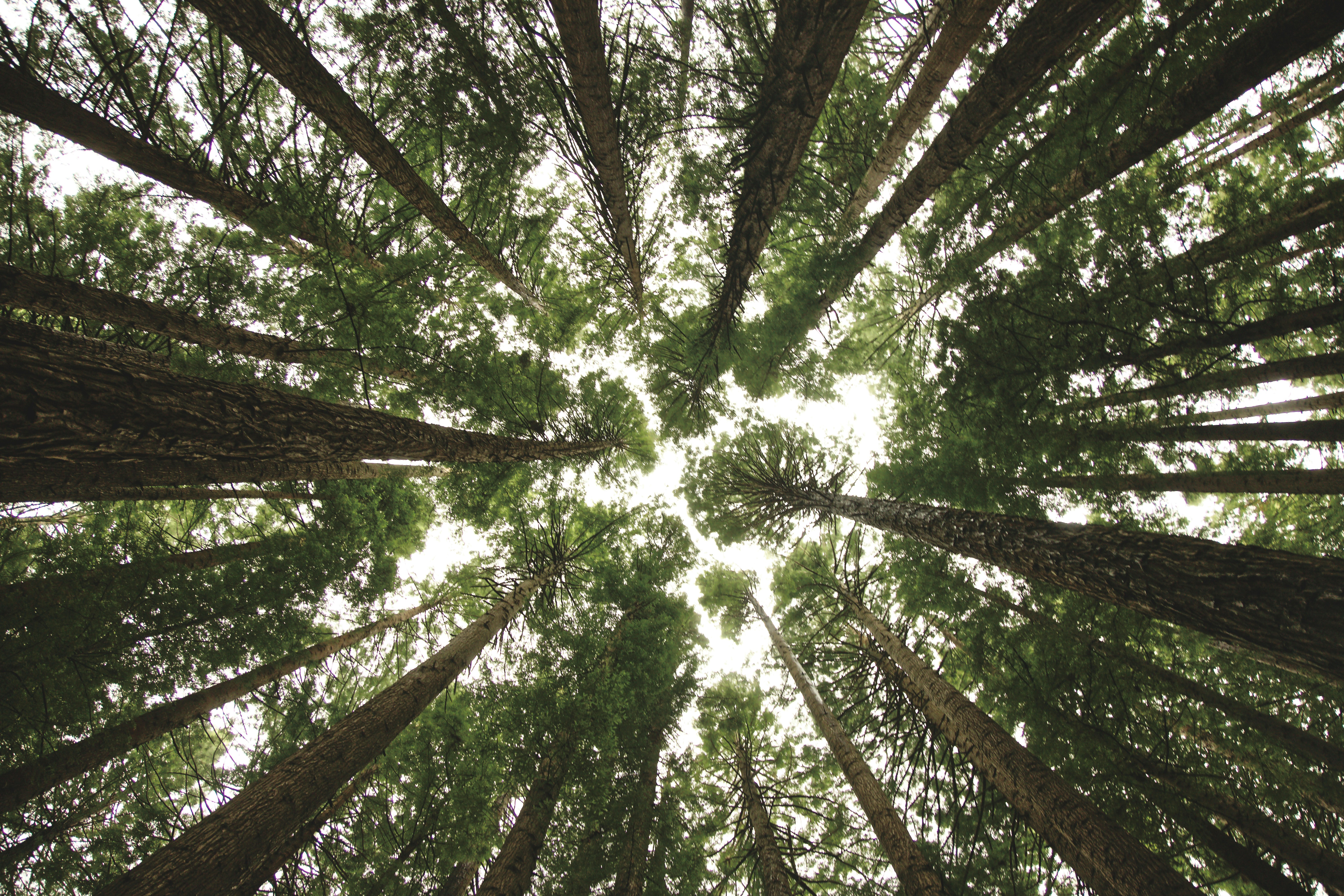 Low Angle View of Tall Forest