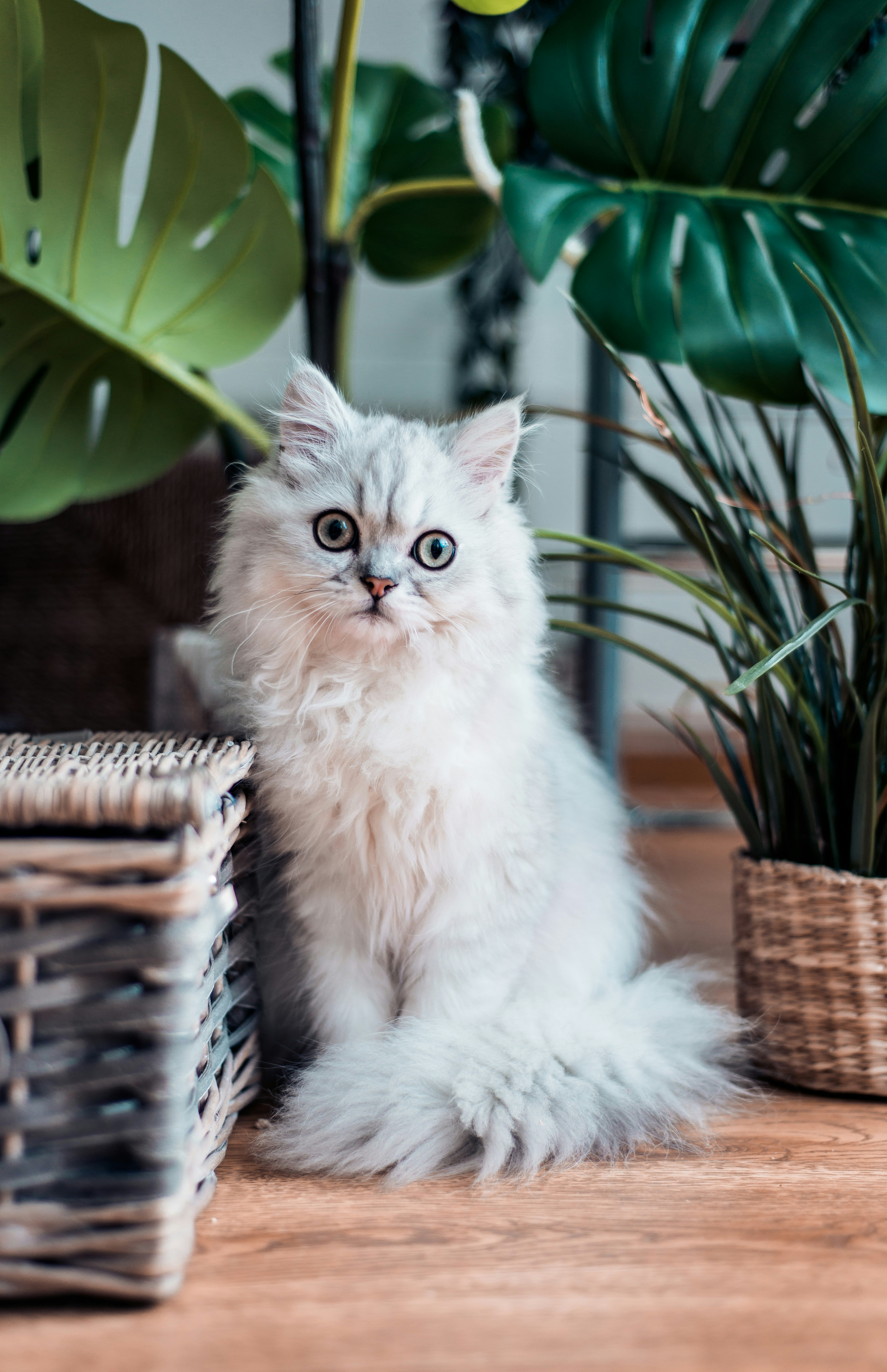 Fluffy Silver Cat Sitting Indoors