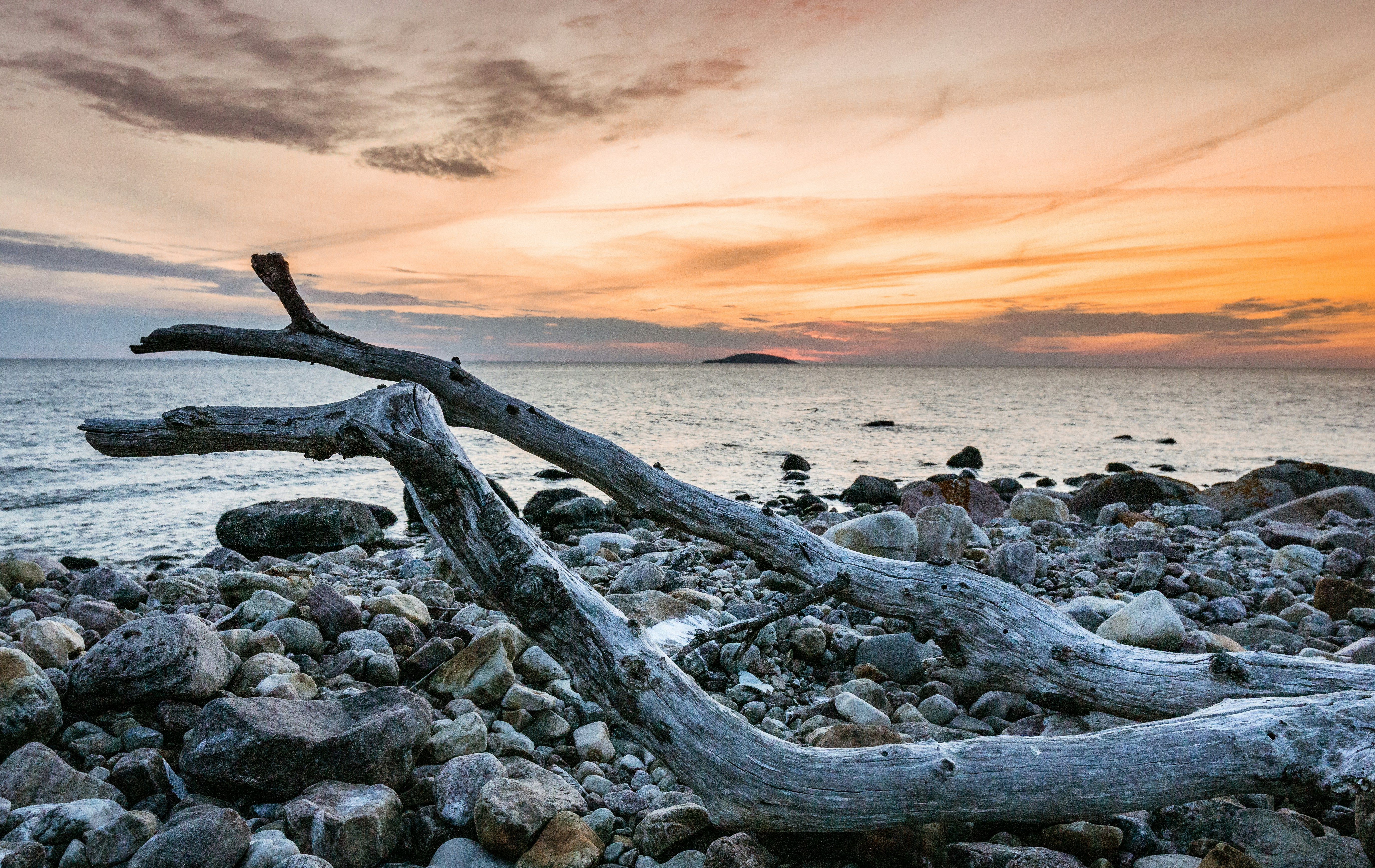Driftwood on Pebble Beach at Sunset