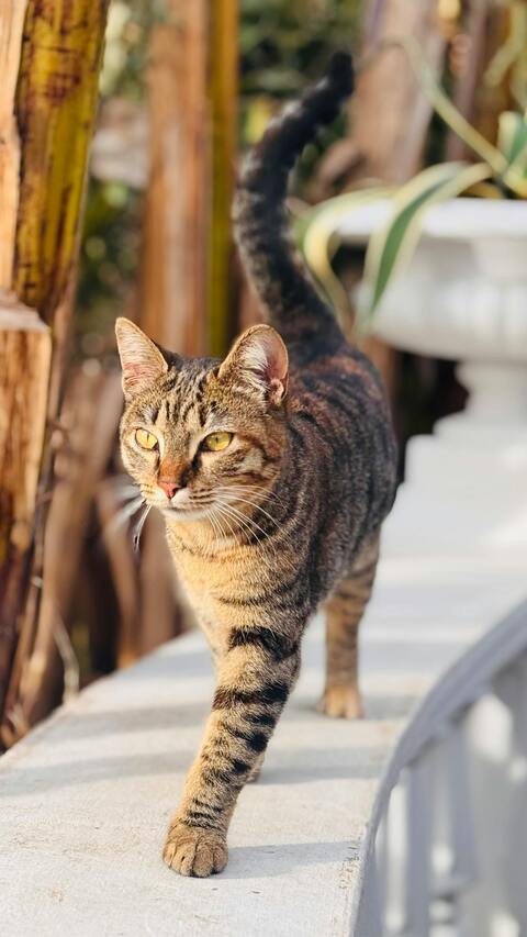 Tabby Cat Walking Outdoors