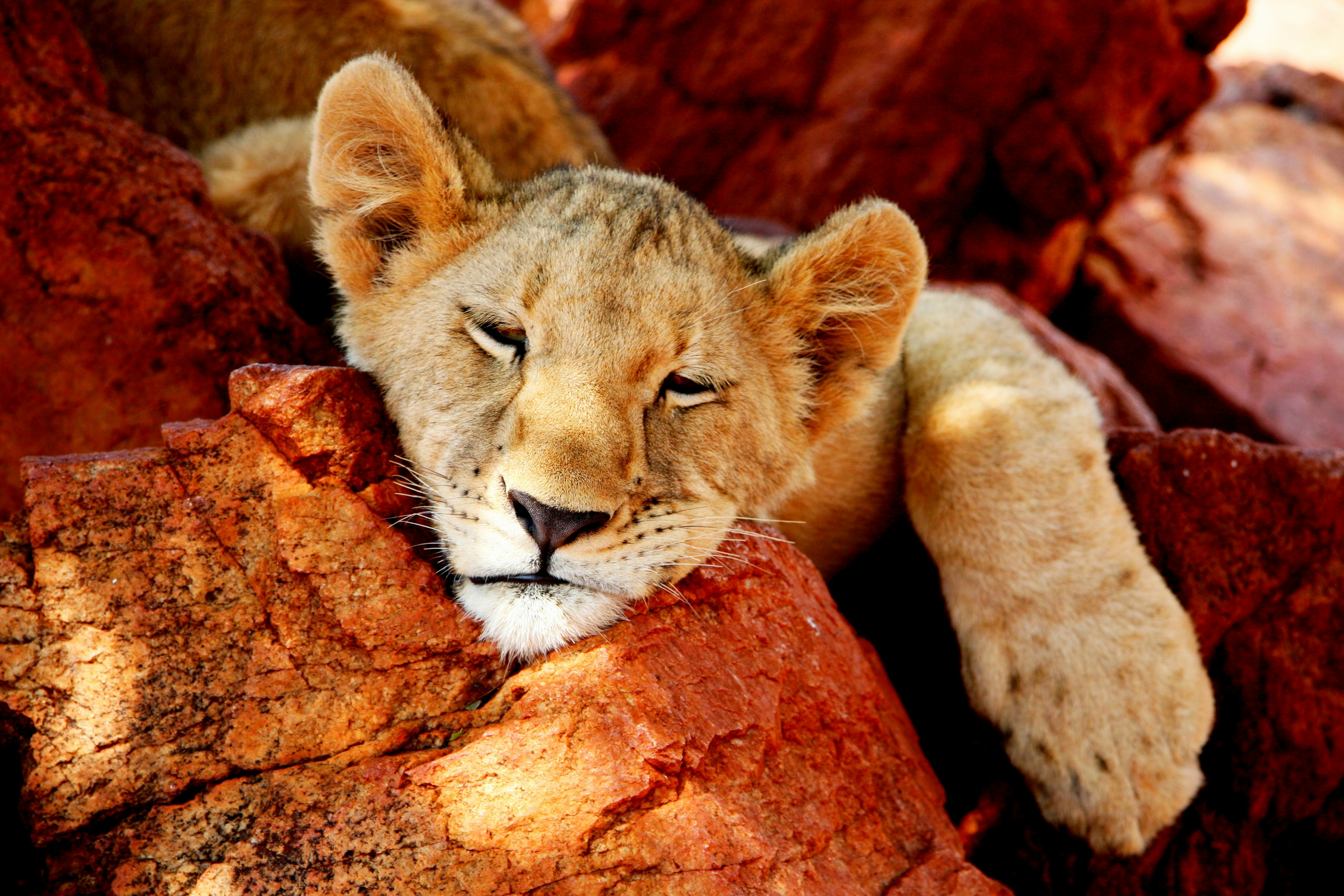 Lion Cub Resting on Red Rocks