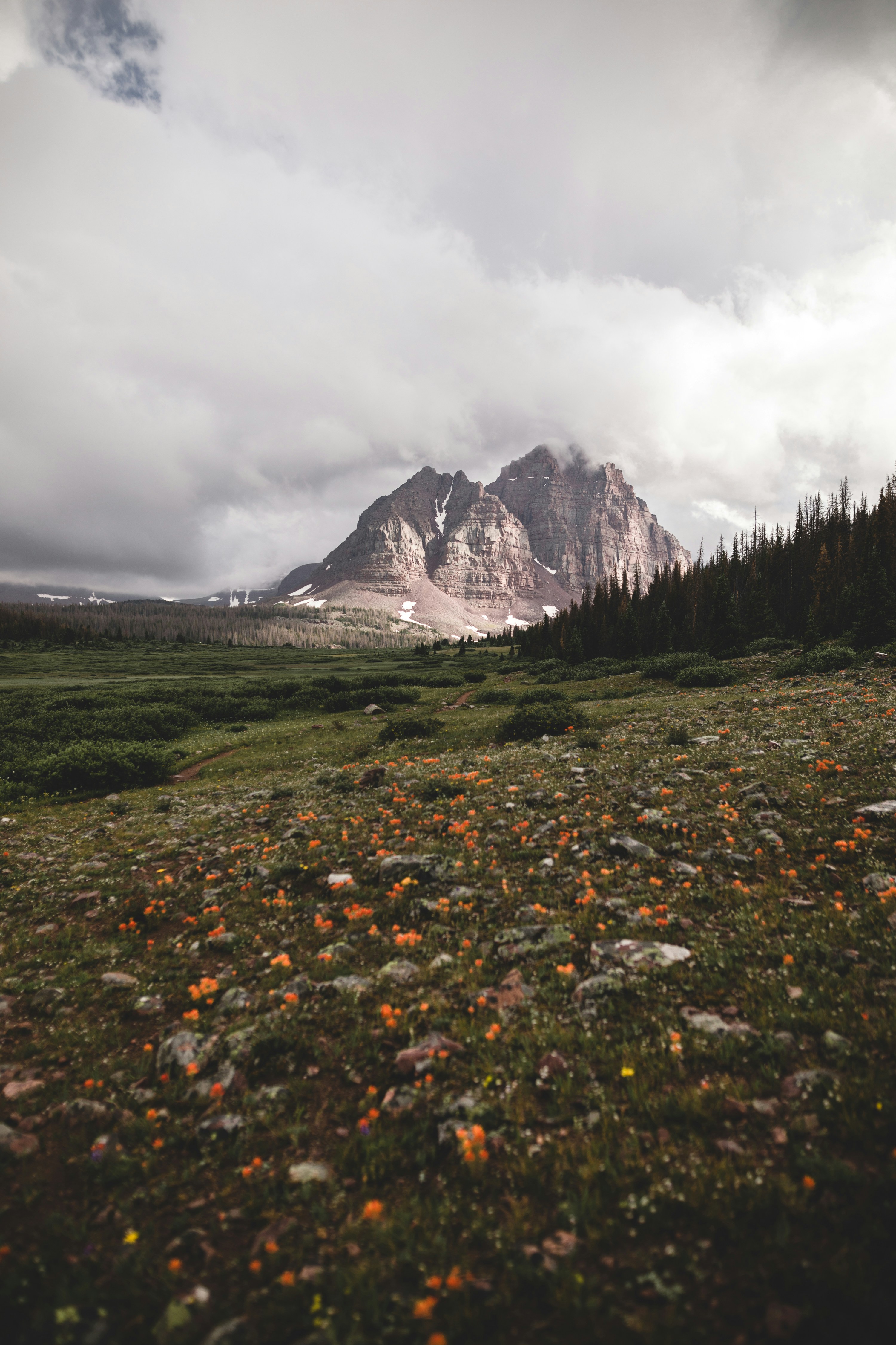 Mountain Peak Over Wildflower Meadow