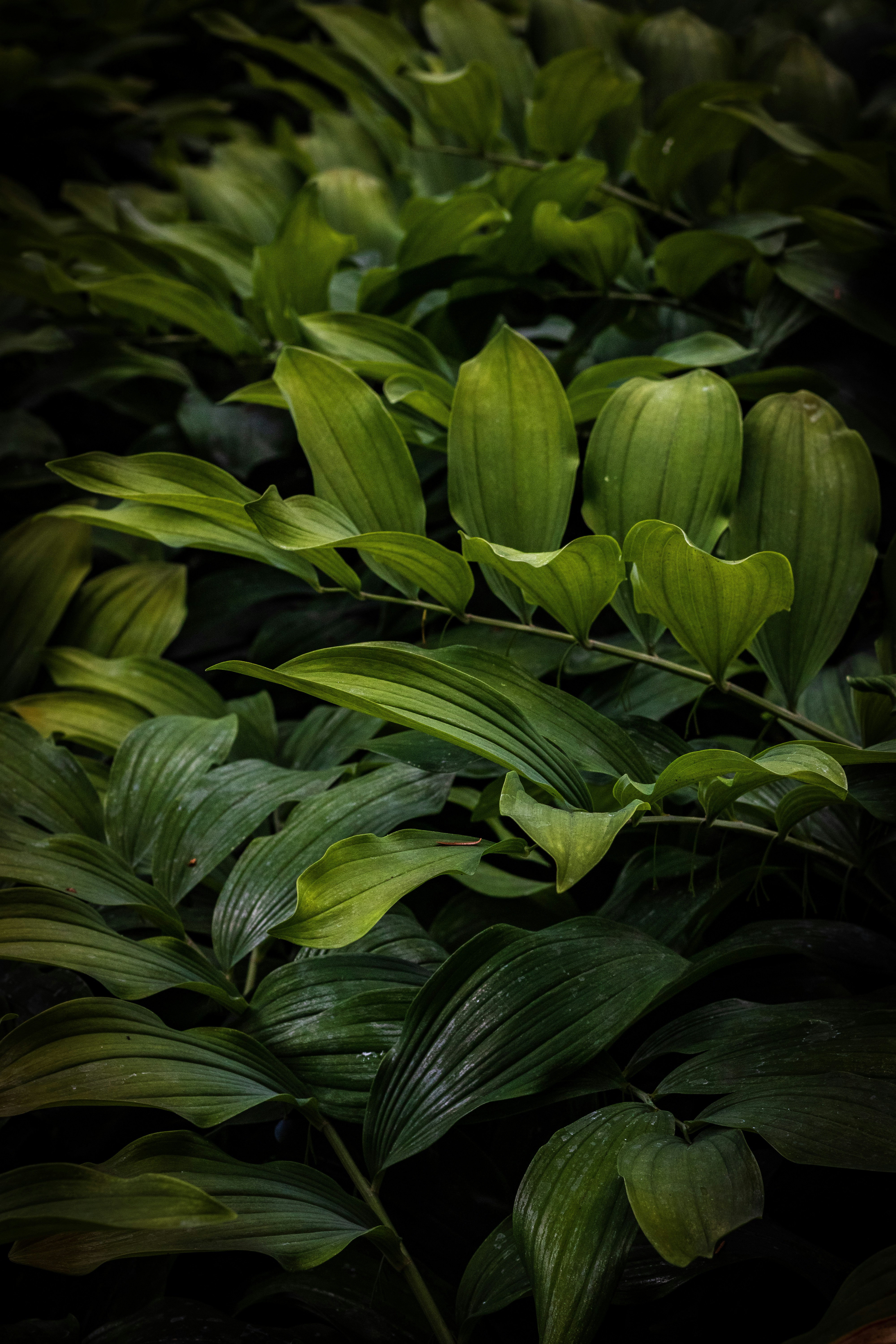 Close-up of Lush Green Plant Leaves