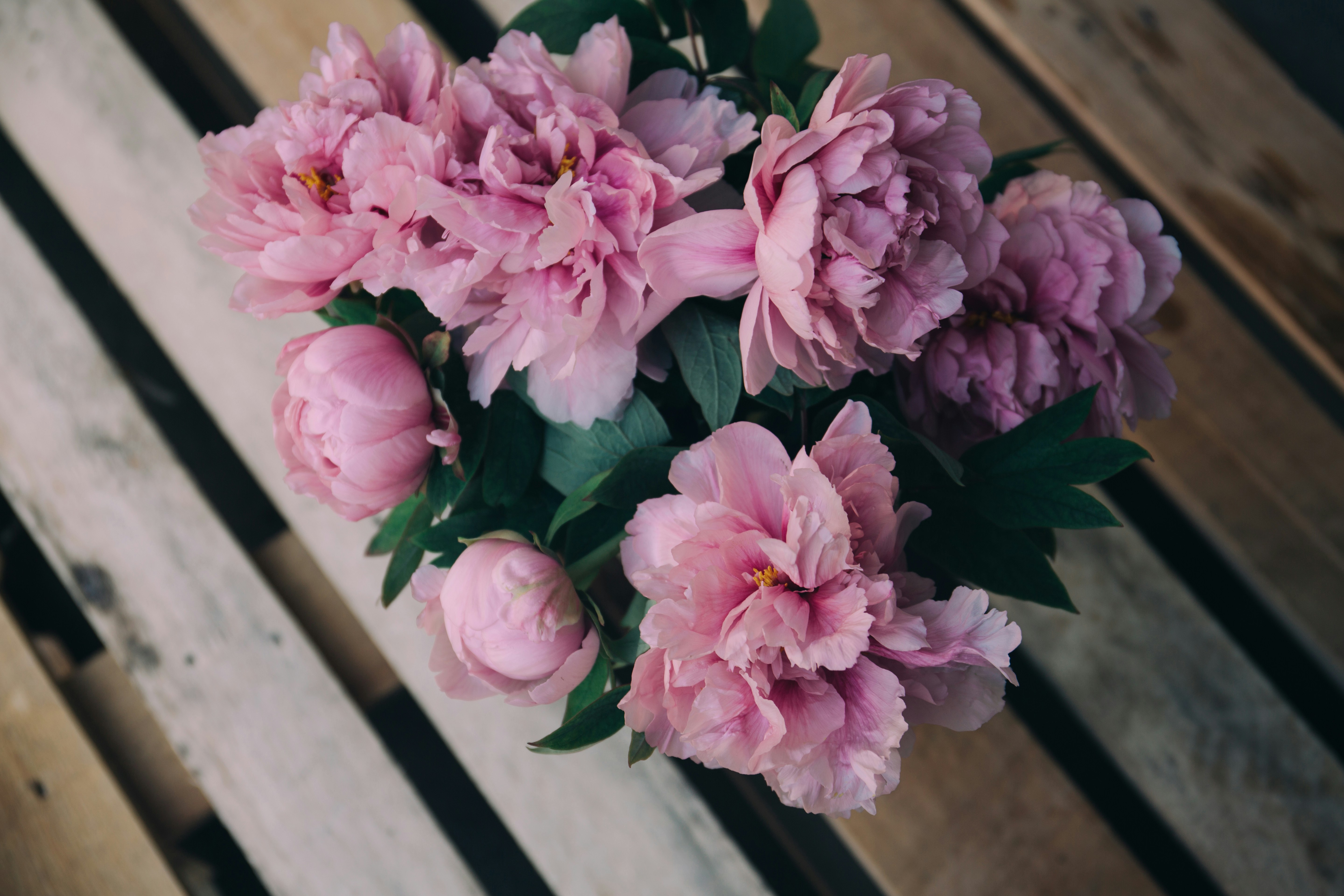 Pink Peonies on Wooden Slats