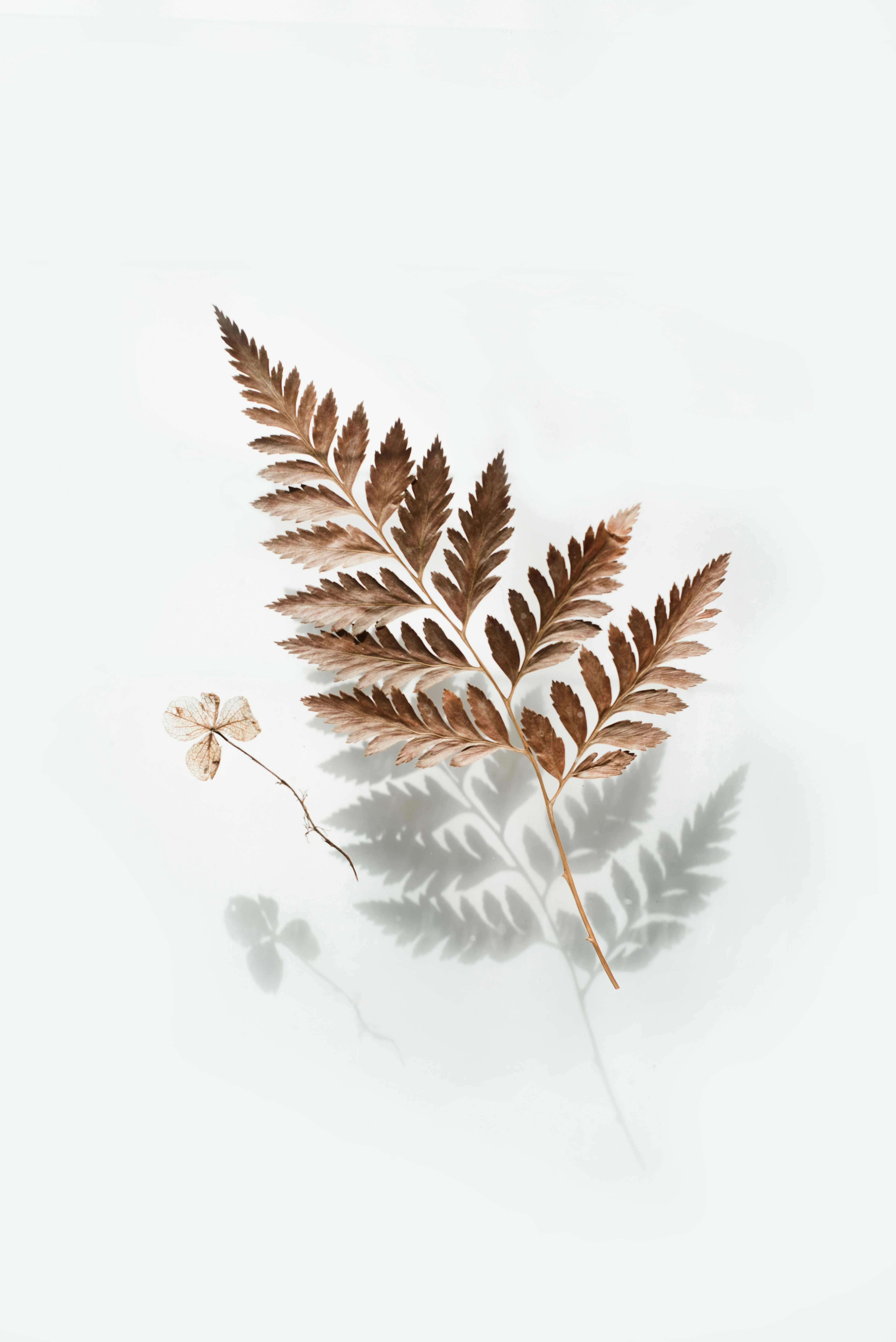 Dried Fern and Small Leaf Specimen