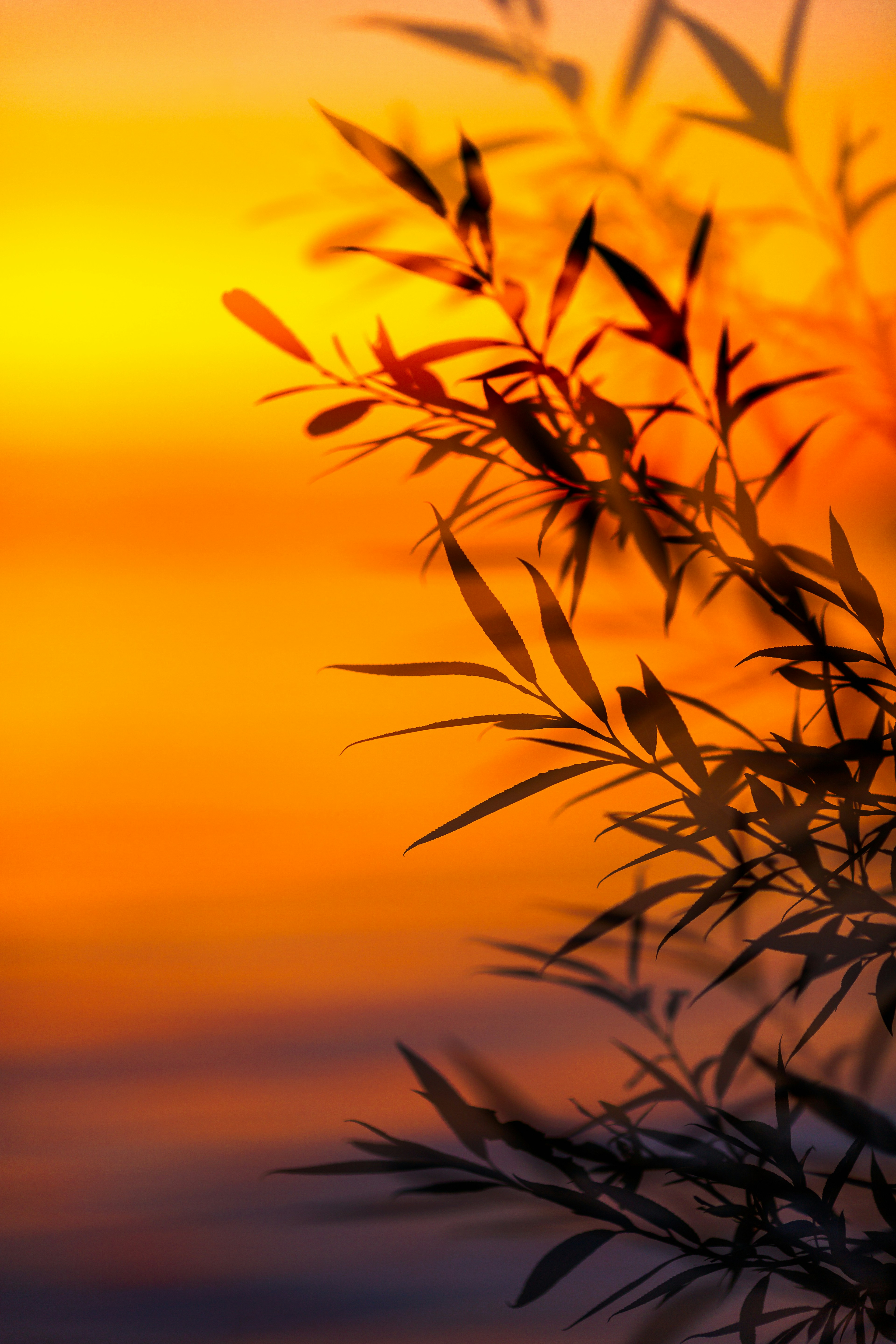 Willow Branches at Sunset