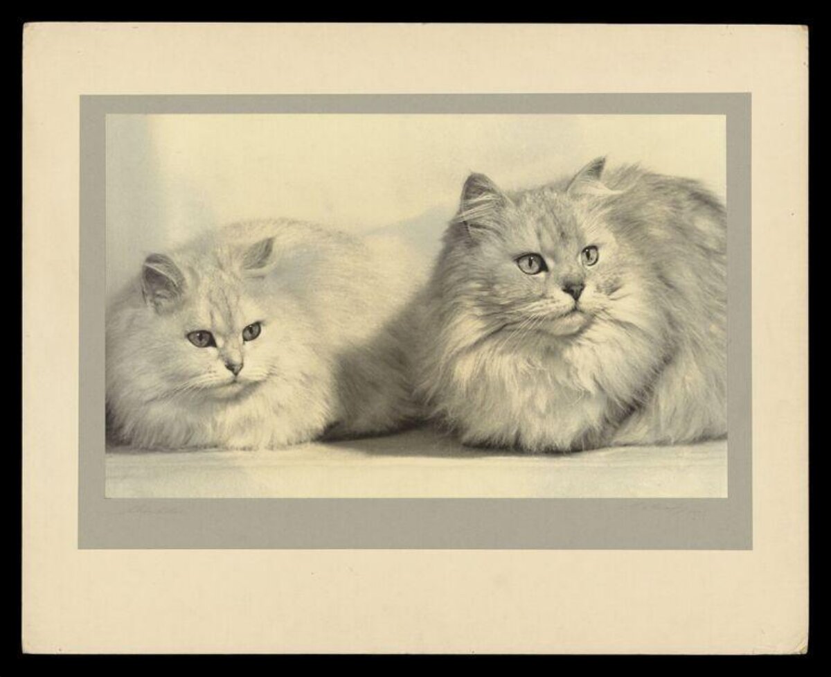 Two Fluffy Long-haired Cats