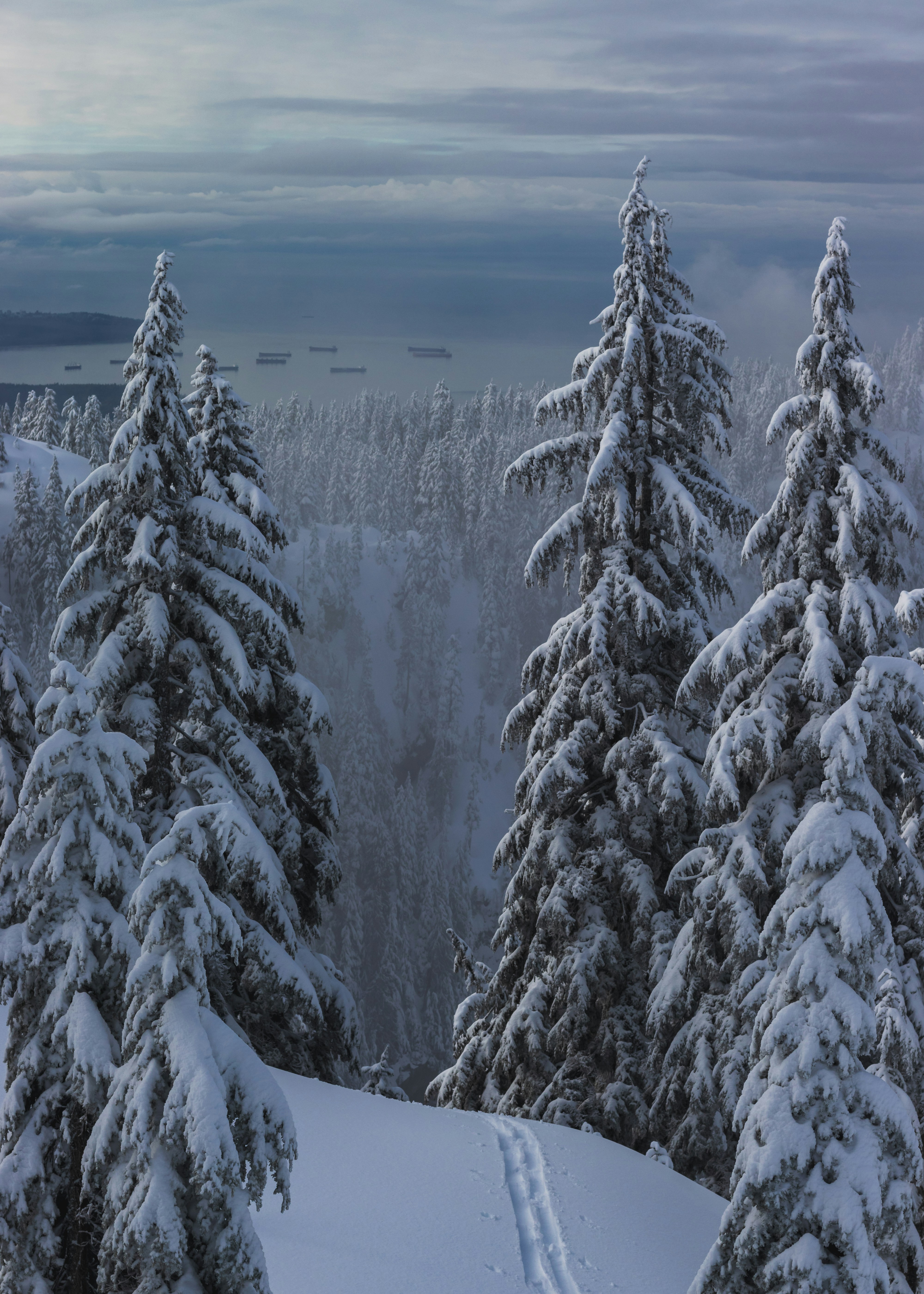 Snow Covered Mountain Forest