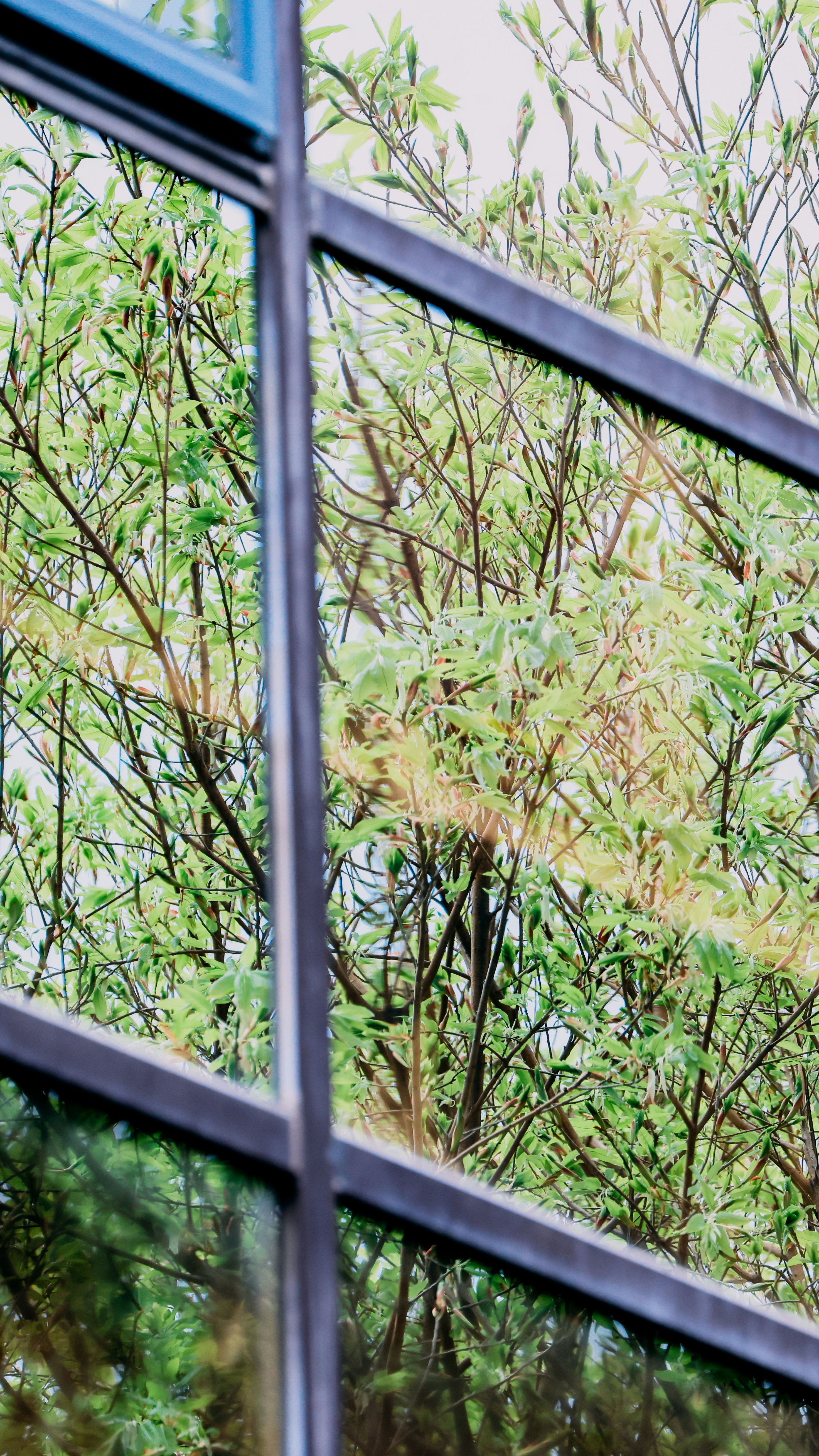 Tree Foliage Through Window Pane