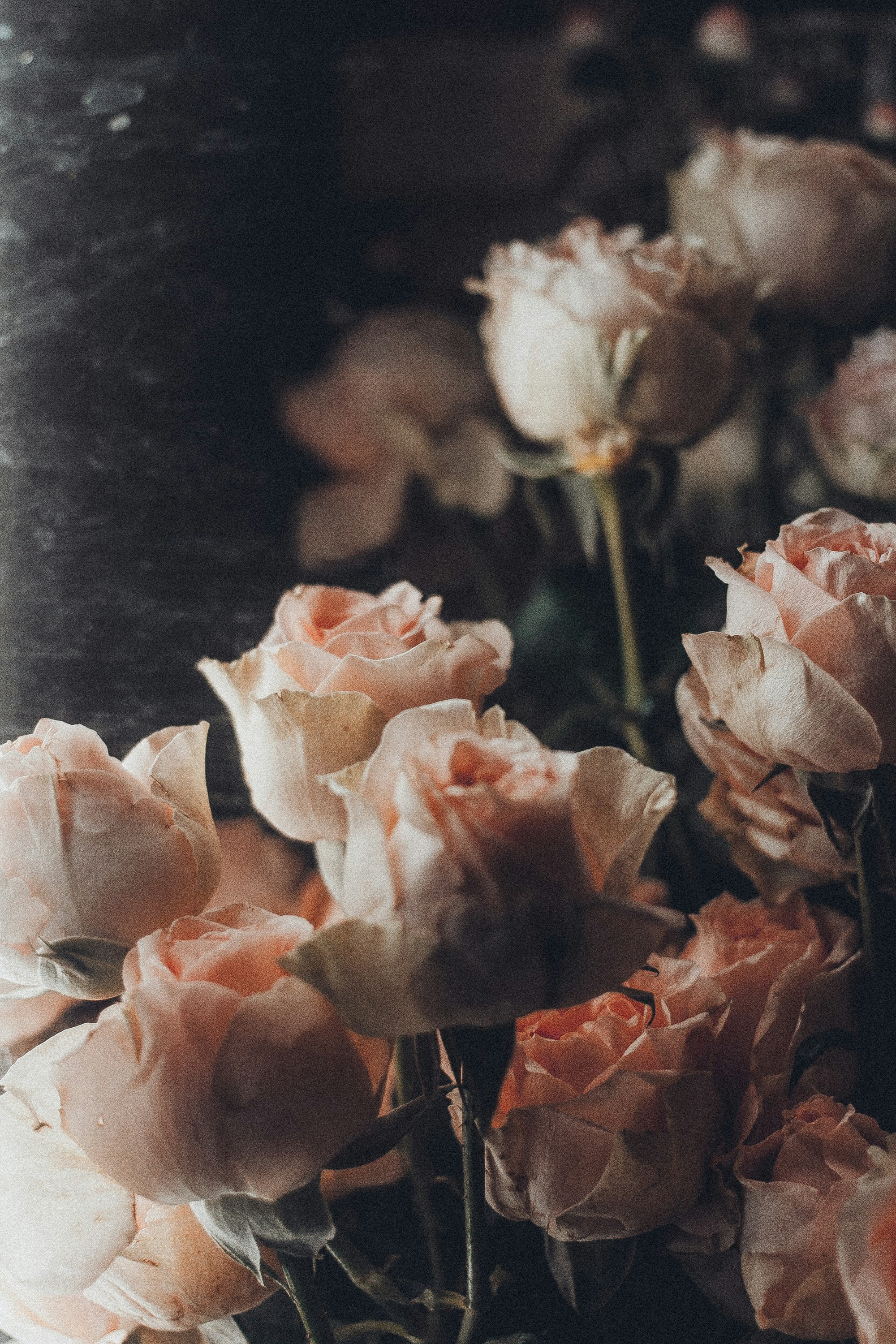 Light Pink Roses on Dark Background