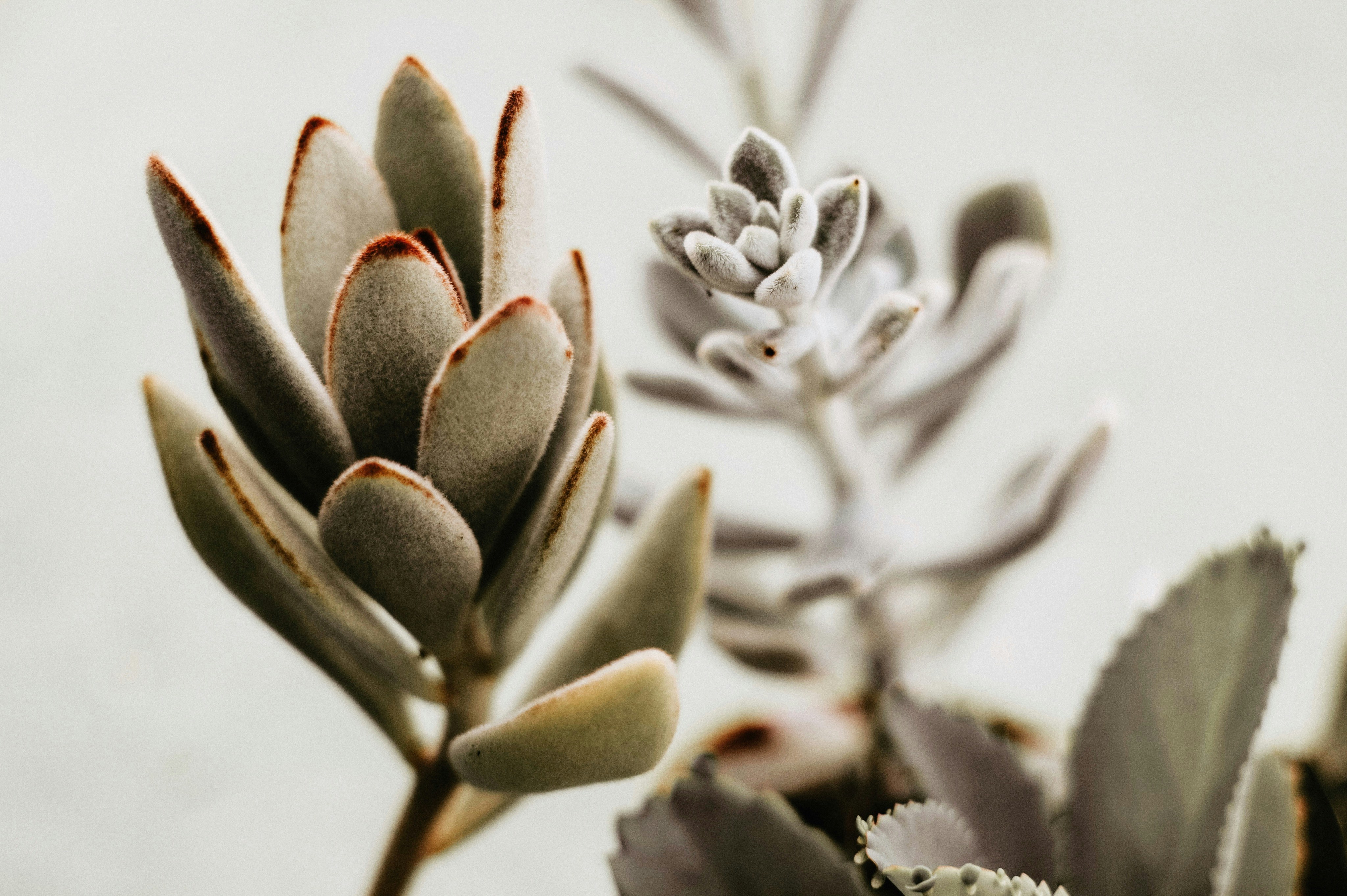 Fuzzy Succulent Plant Close Up