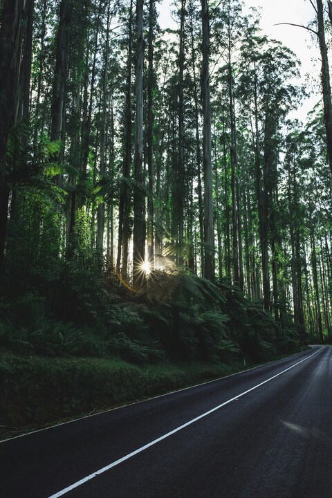 Asphalt Road Through Dense Forest