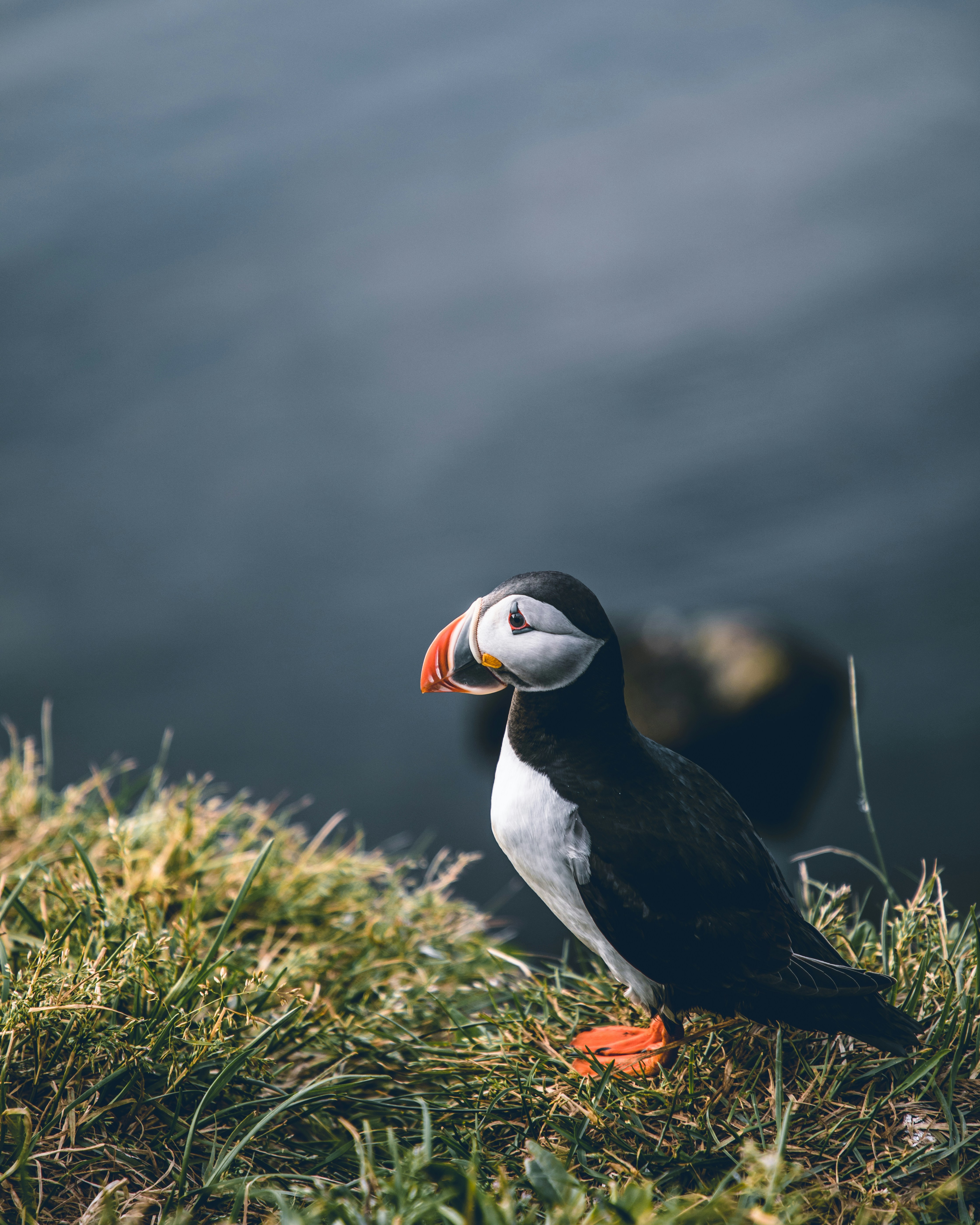 Atlantic Puffin on Coastal Grass