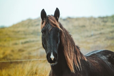 Black Horse on Grassy Hillside