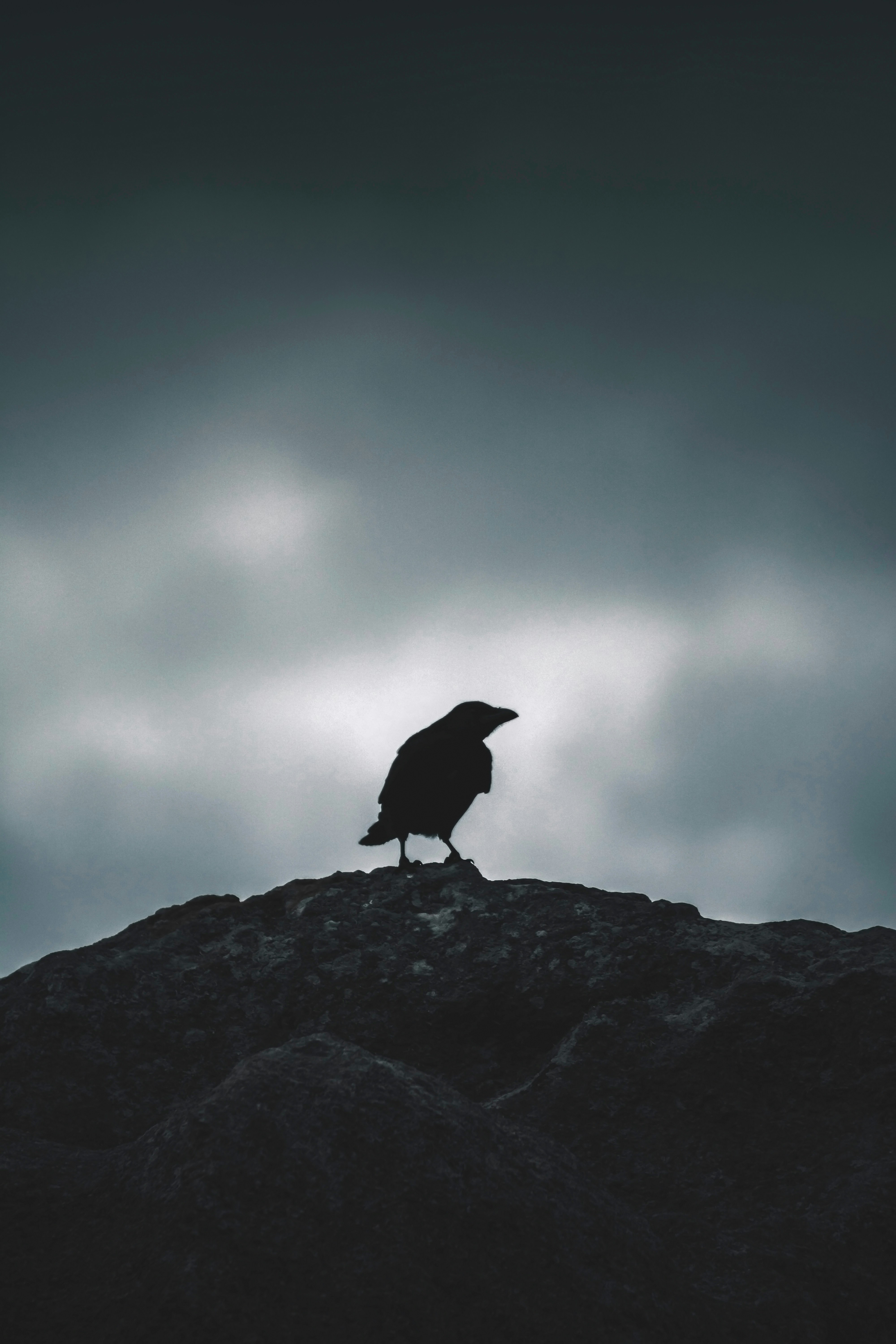 Crow Silhouette on Rock