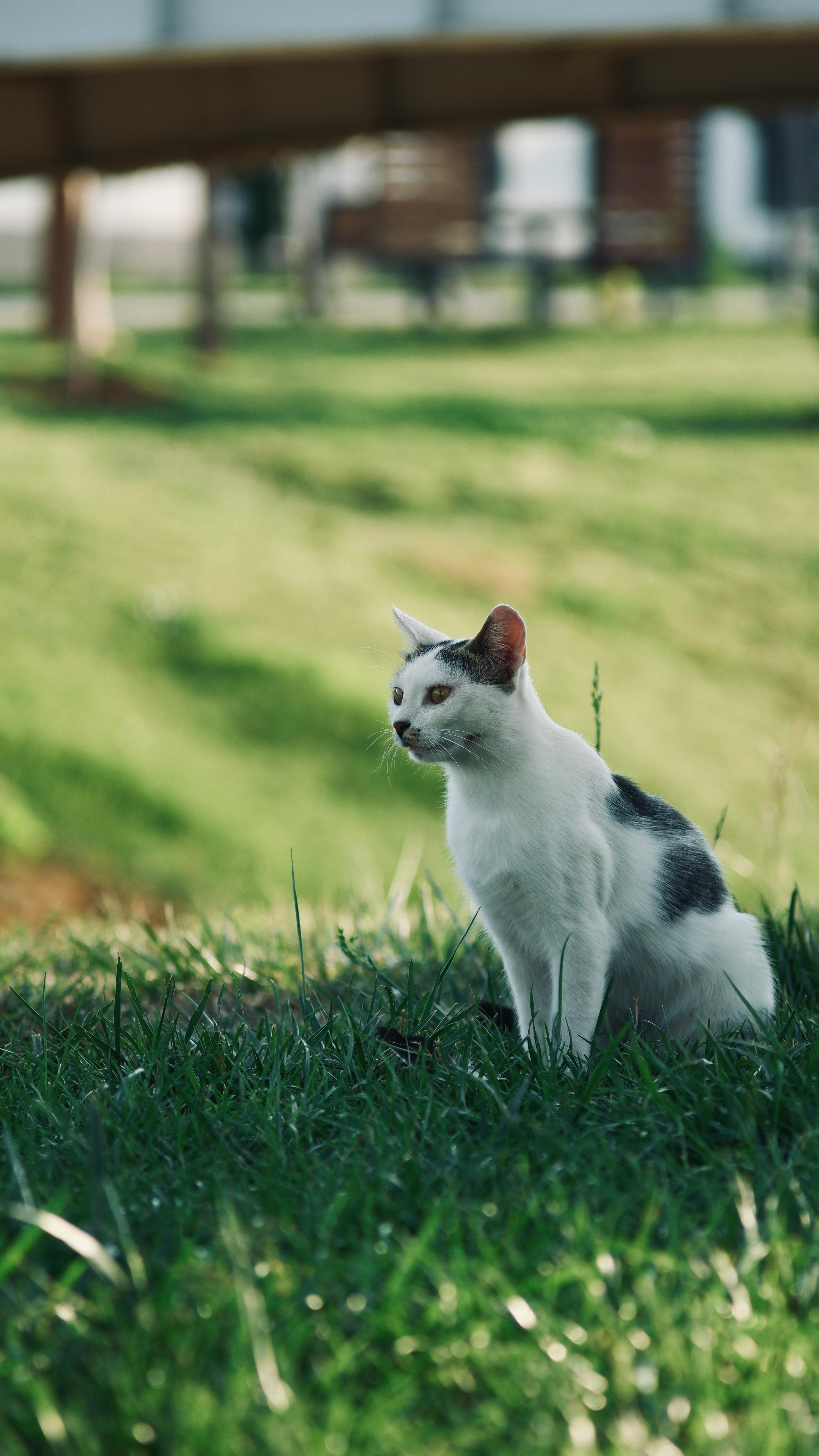 White and Gray Cat Sitting in Grass