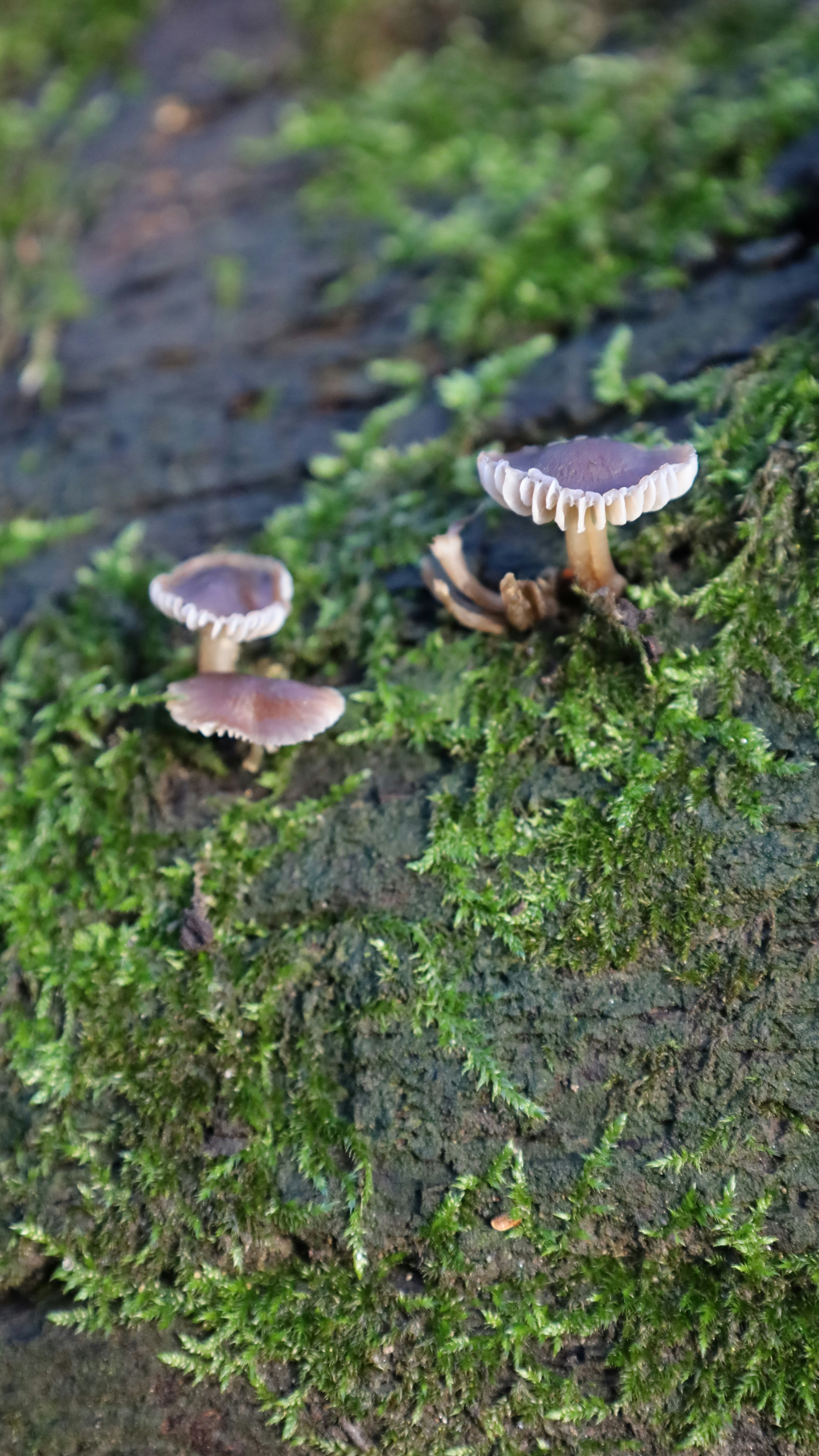 Small Mushrooms Growing on Mossy Bark