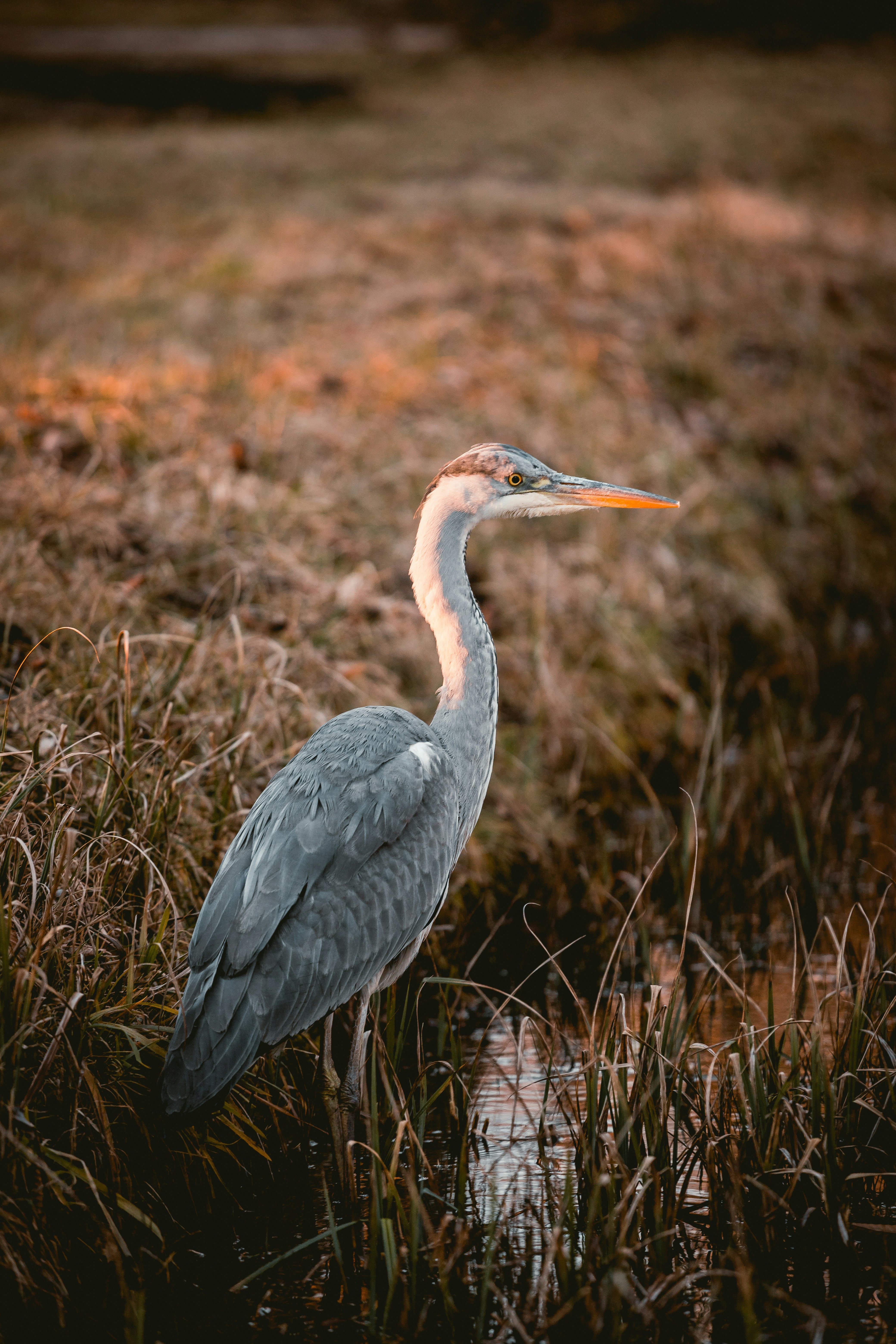 Grey Heron in Shallow Water