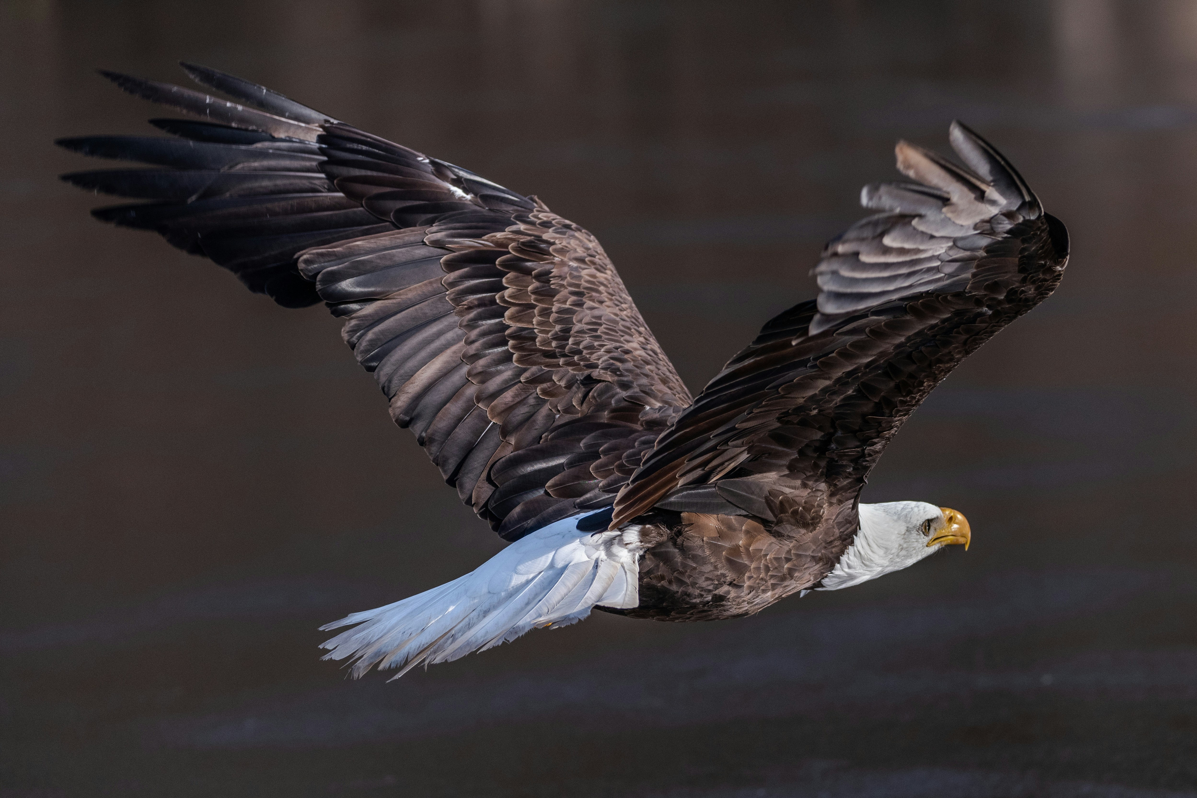 Bald Eagle in Flight