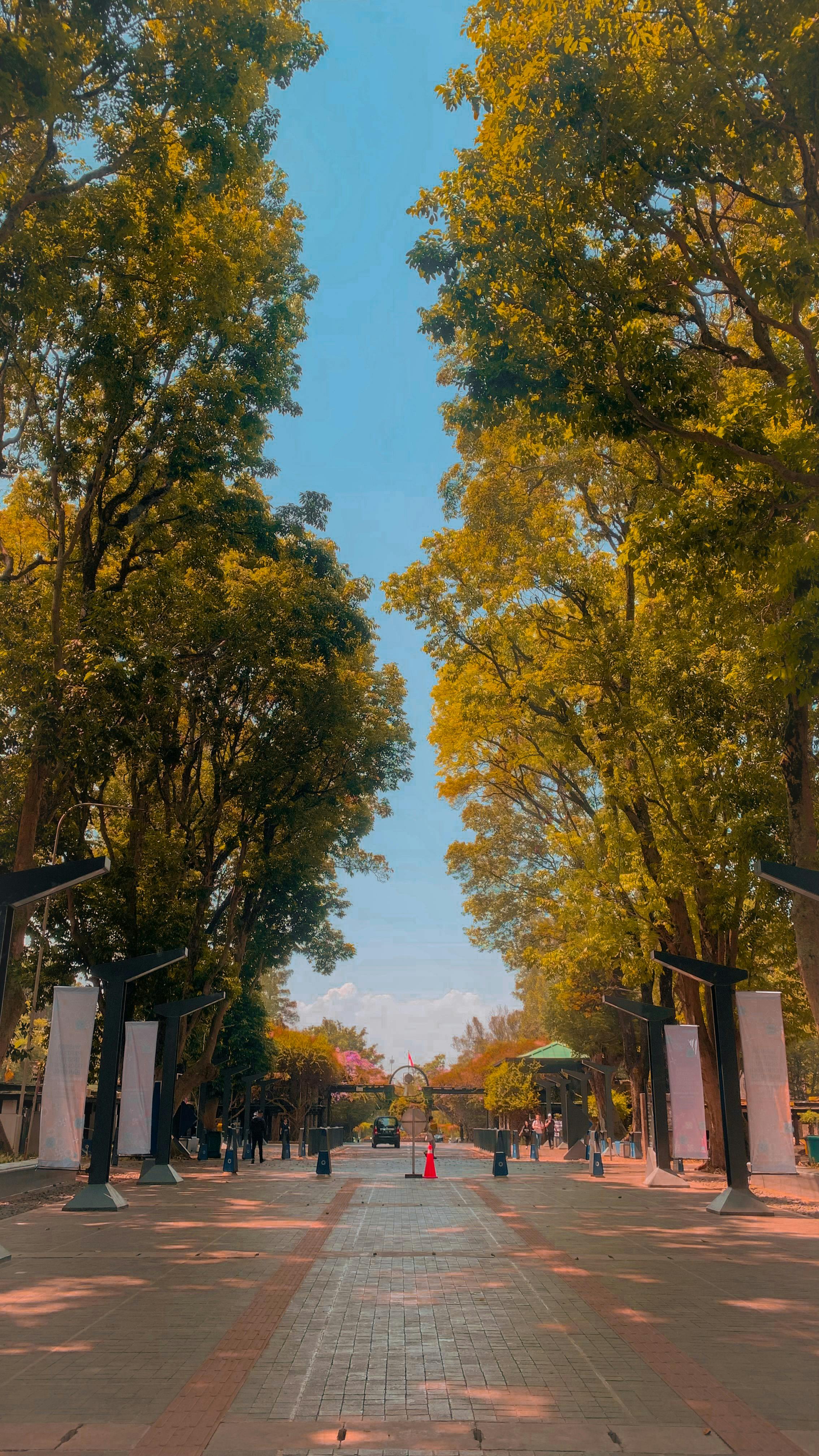 Tree-Lined Park Walkway on Sunny Day