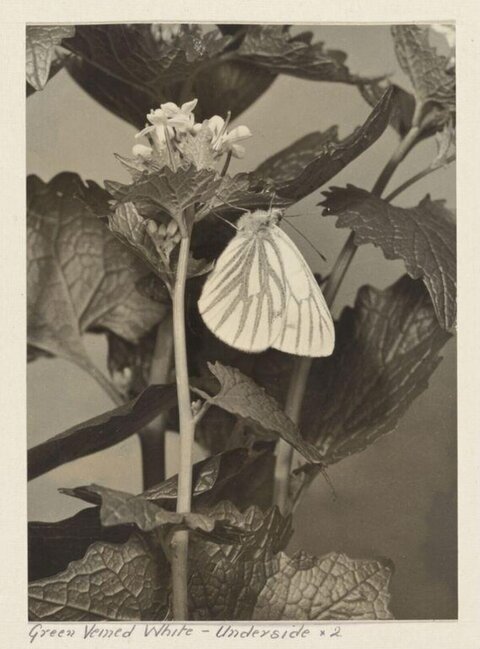 Green Veined White Butterfly Underside