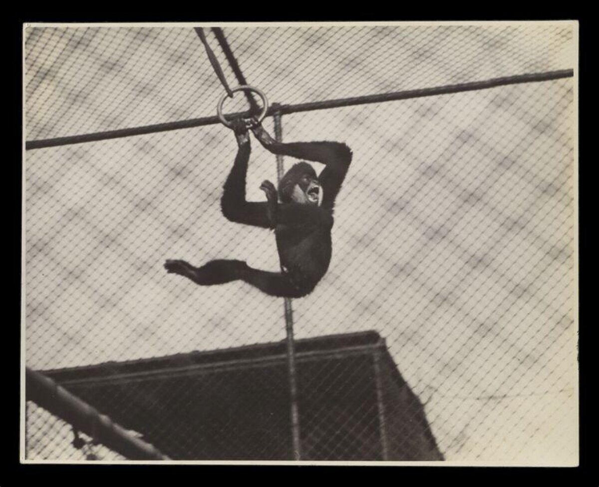 Chimpanzee on Gymnastic Ring at Zoo