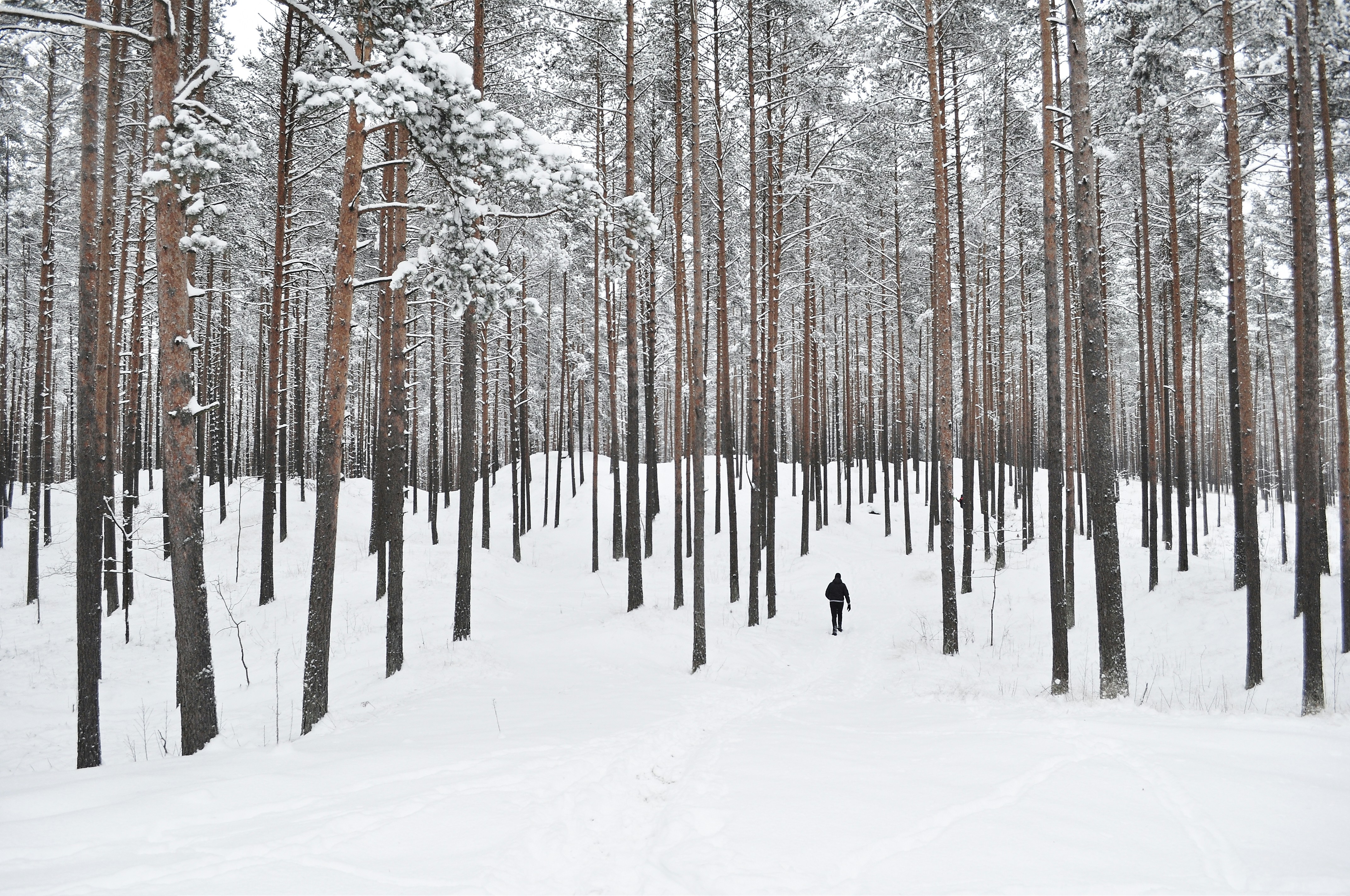 Lone Walker in Snowy Pine Forest