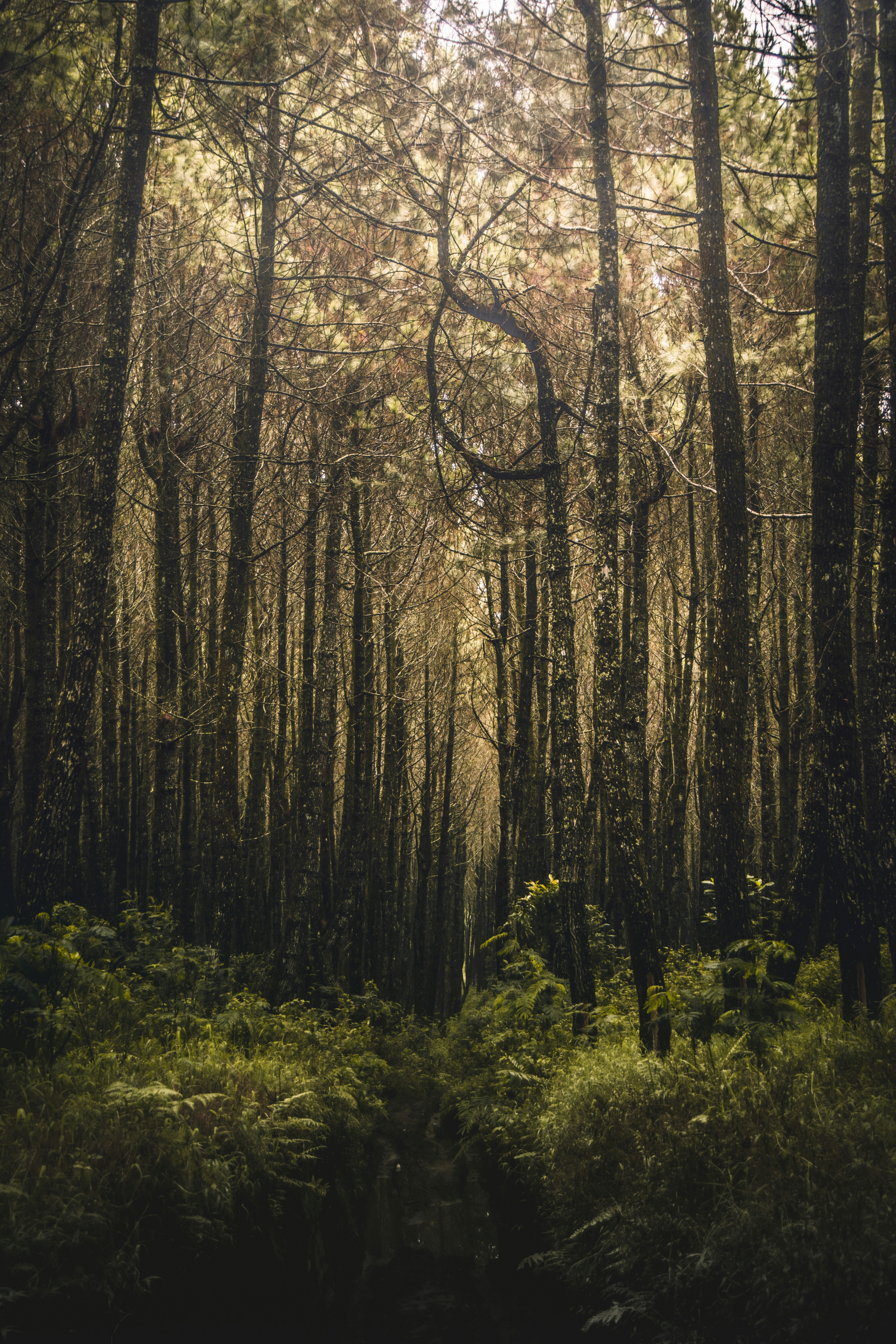 Sunlit Dense Pine Forest