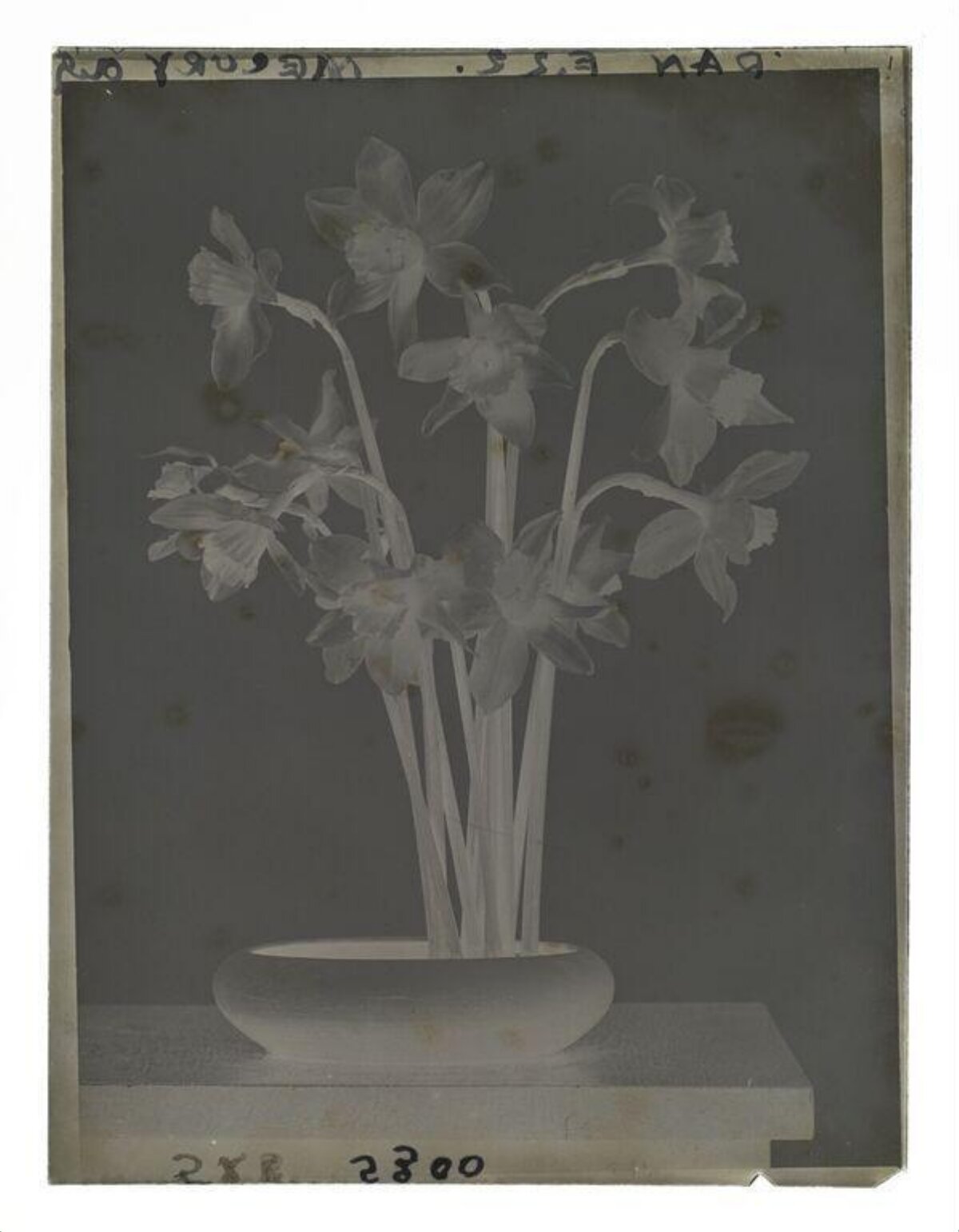 Still Life Negative of Daffodils in Vase