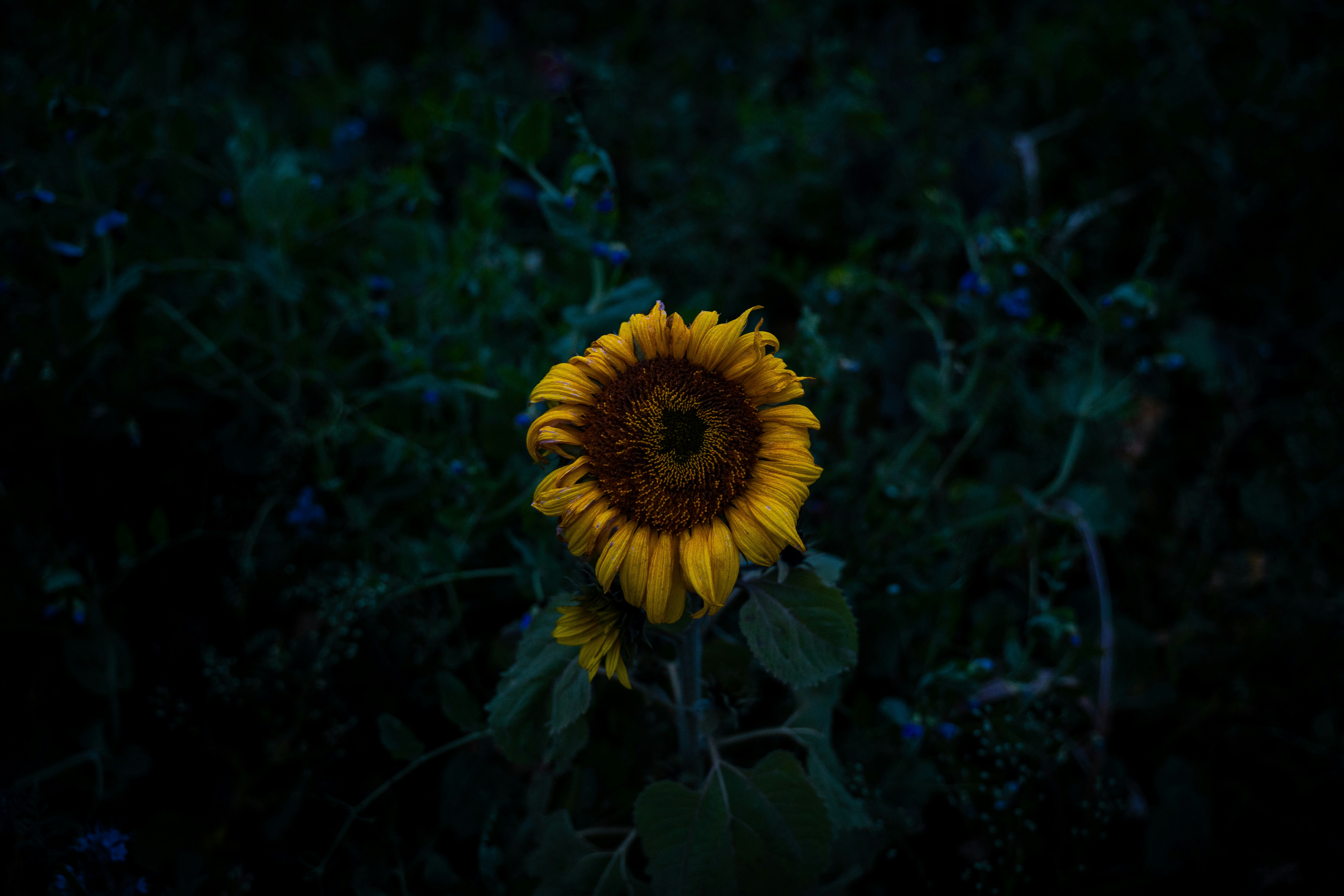Lone Sunflower in Dark Foliage