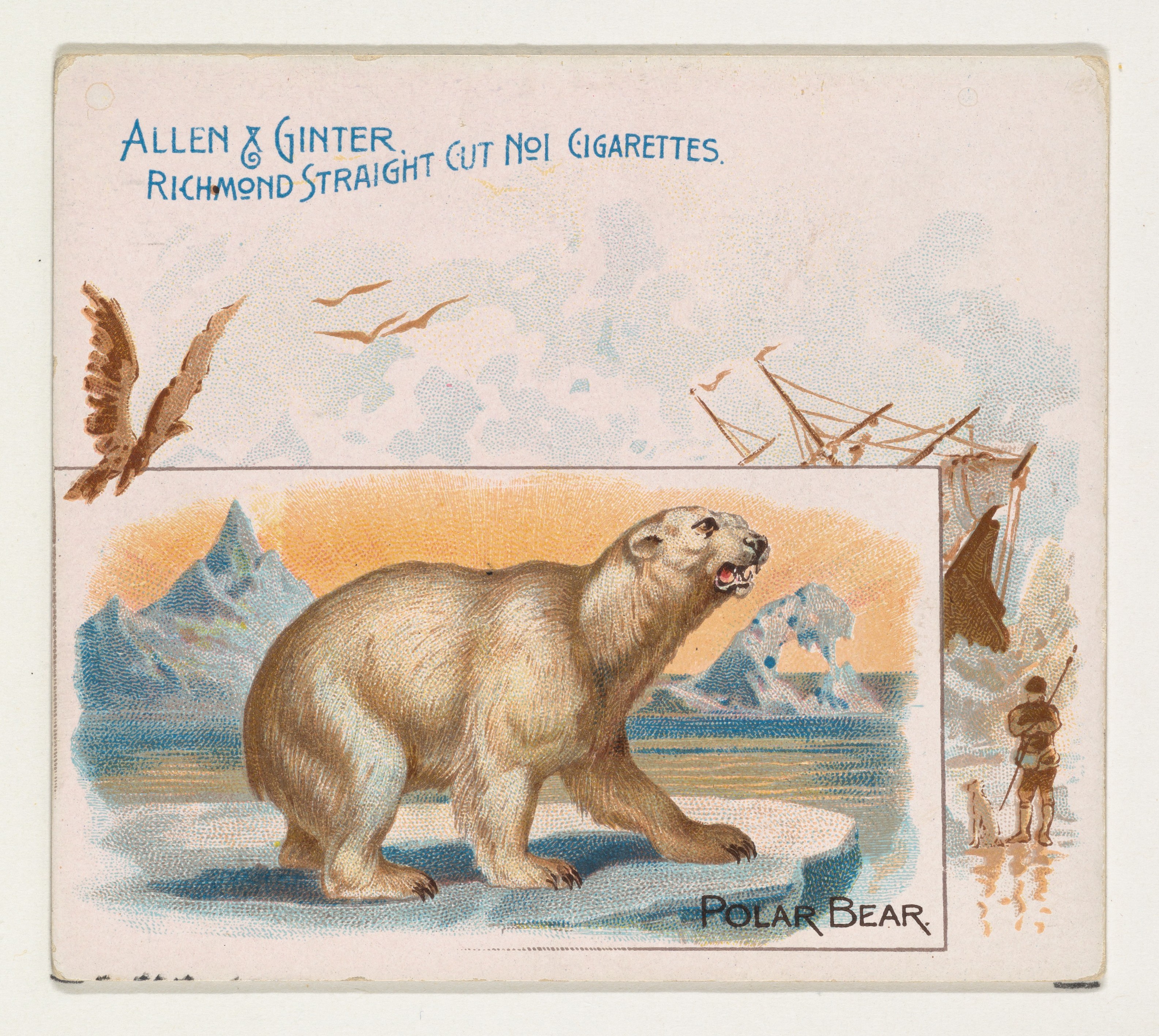 Vintage Polar Bear Cigarette Card