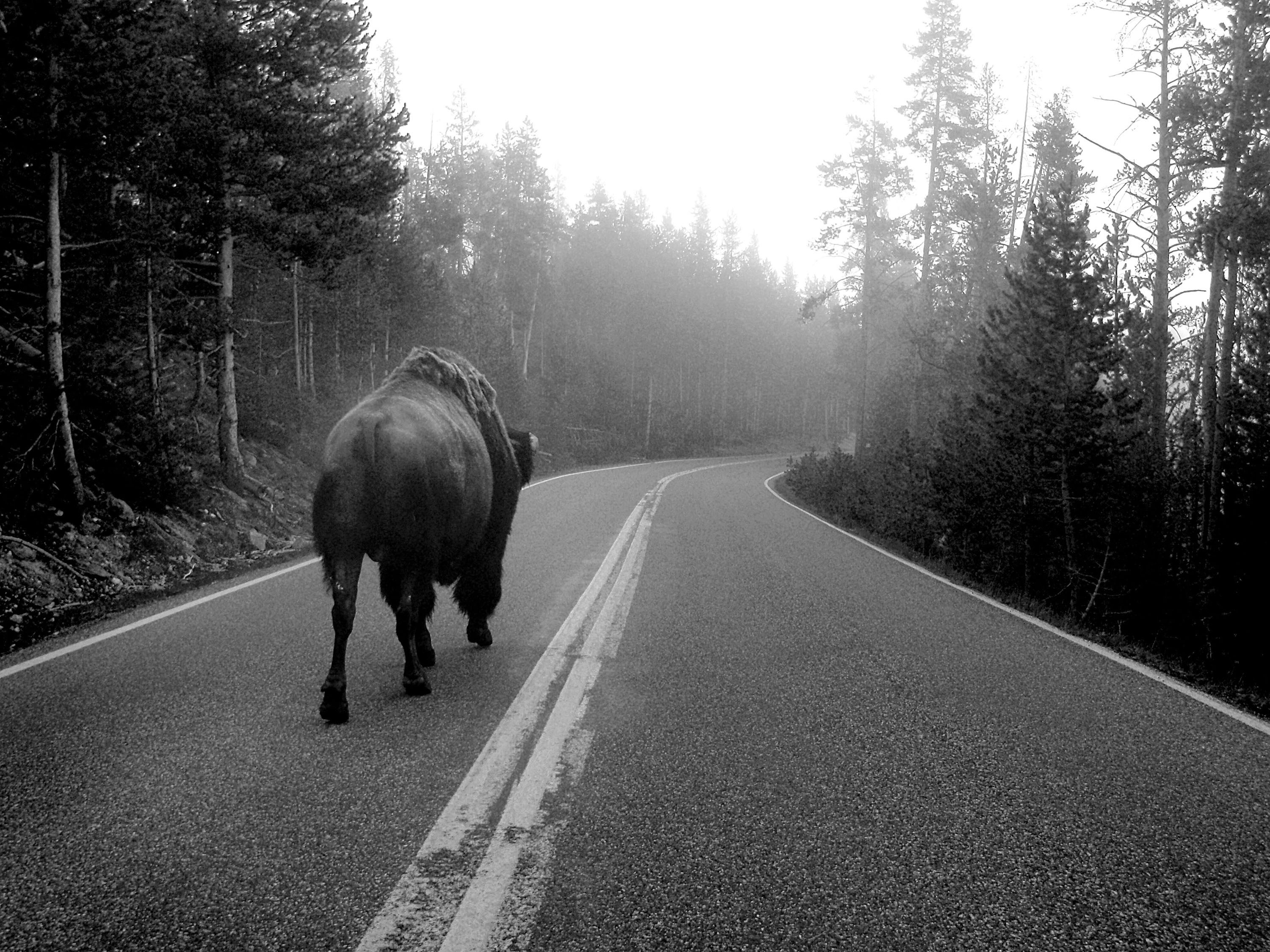 Bison Walking On Foggy Forest Road