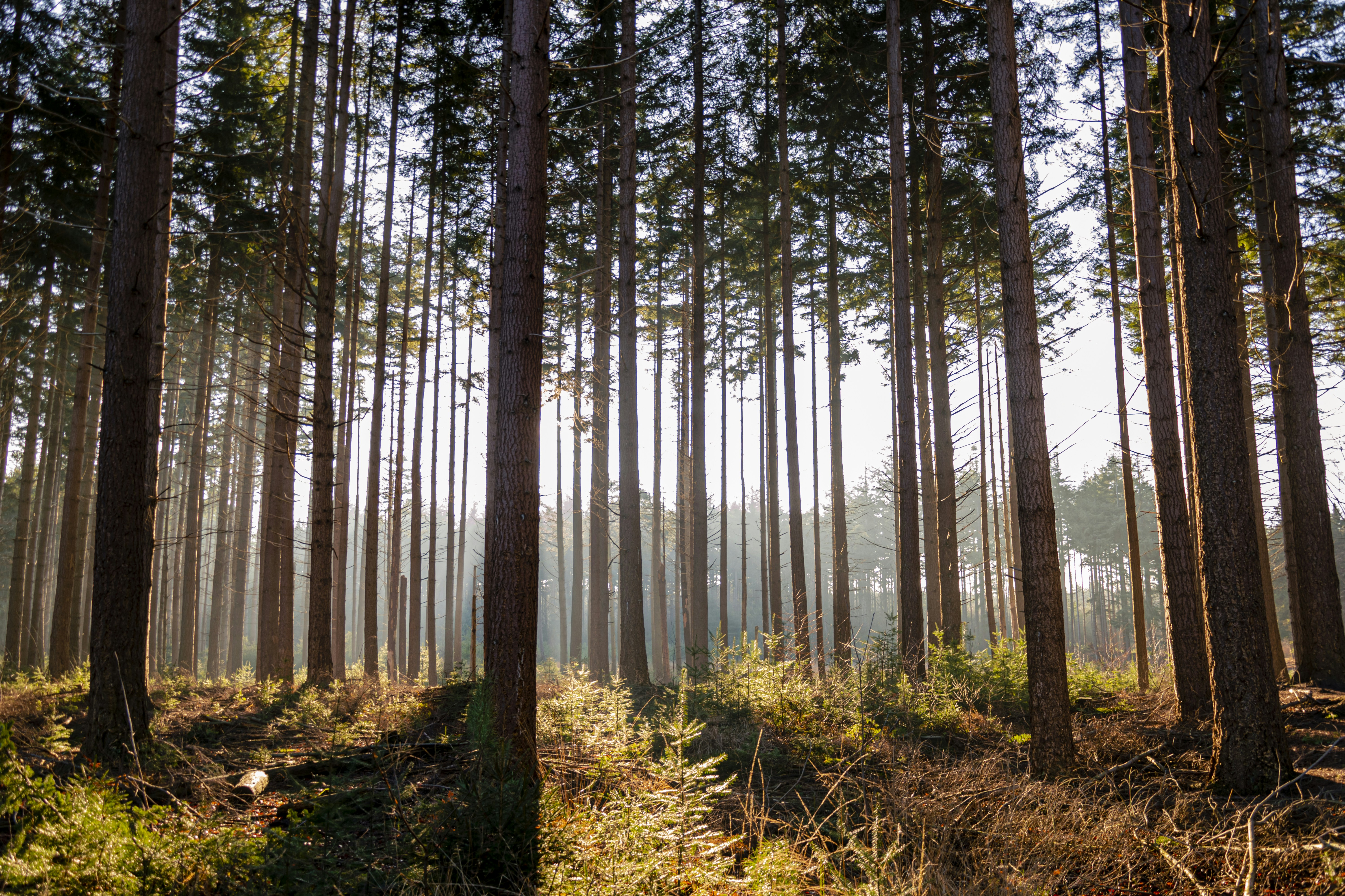Sunlit Coniferous Forest