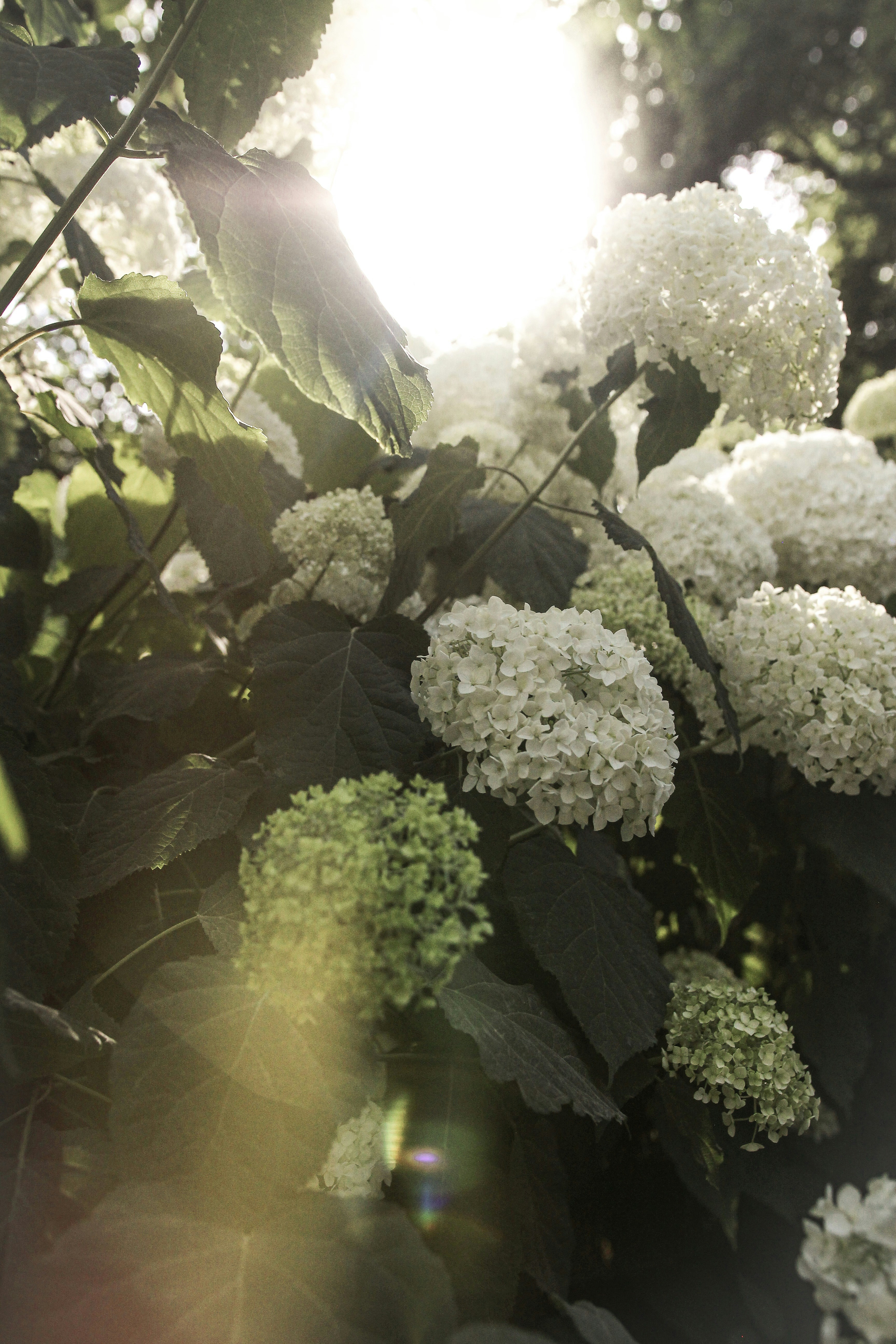Sunlit White Hydrangeas