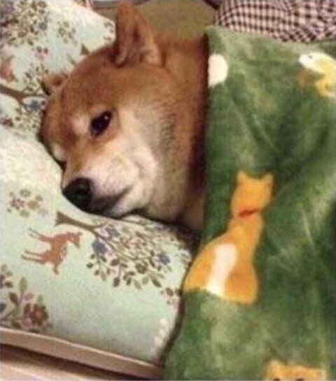 Shiba Inu Resting In Blanket