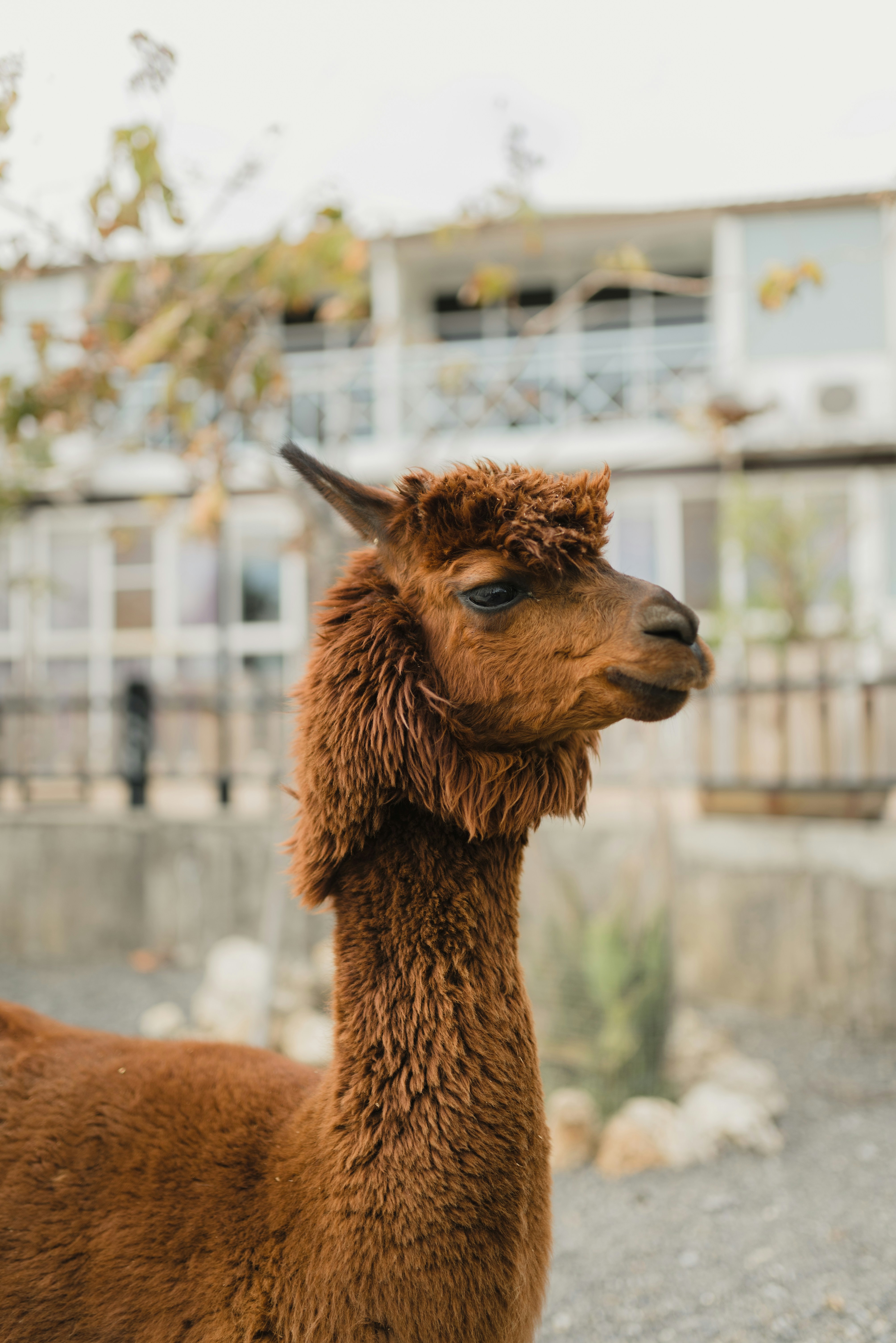 Close-up of Brown Alpaca