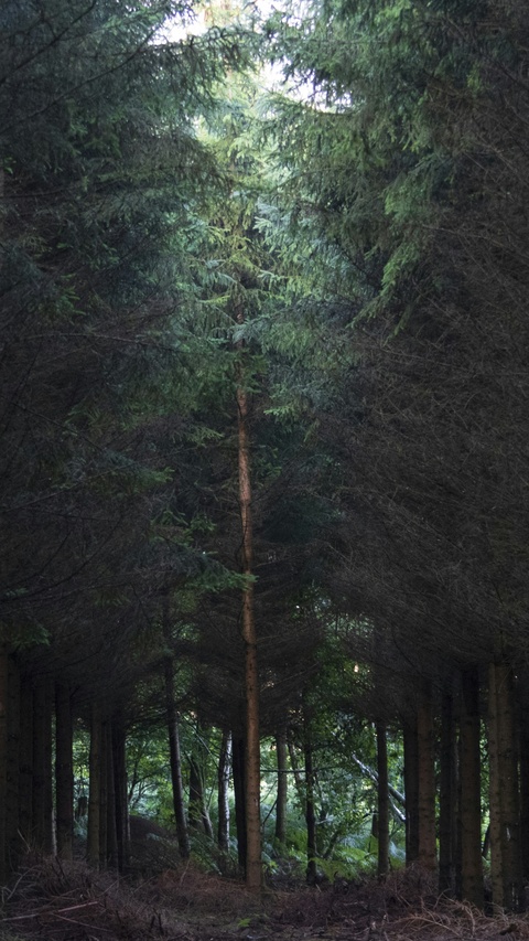 Dense Conifer Forest Path