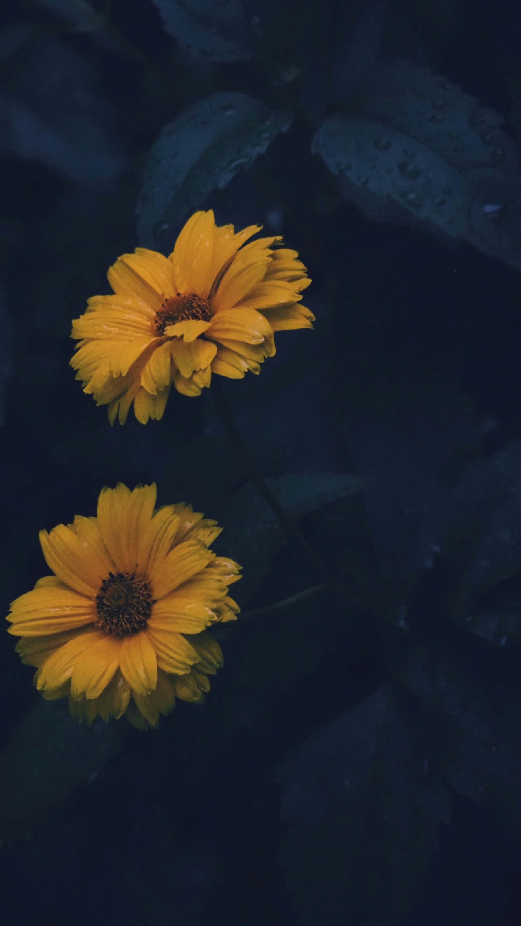 Wallpapers