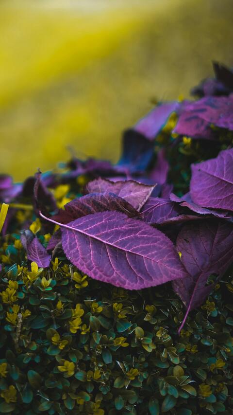 Purple Fallen Leaves on Shrubs