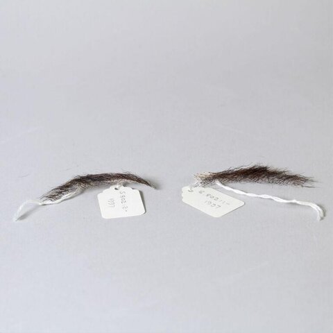 Two Tagged Animal Fur Specimens