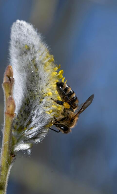 Honey Bee on Willow Catkin