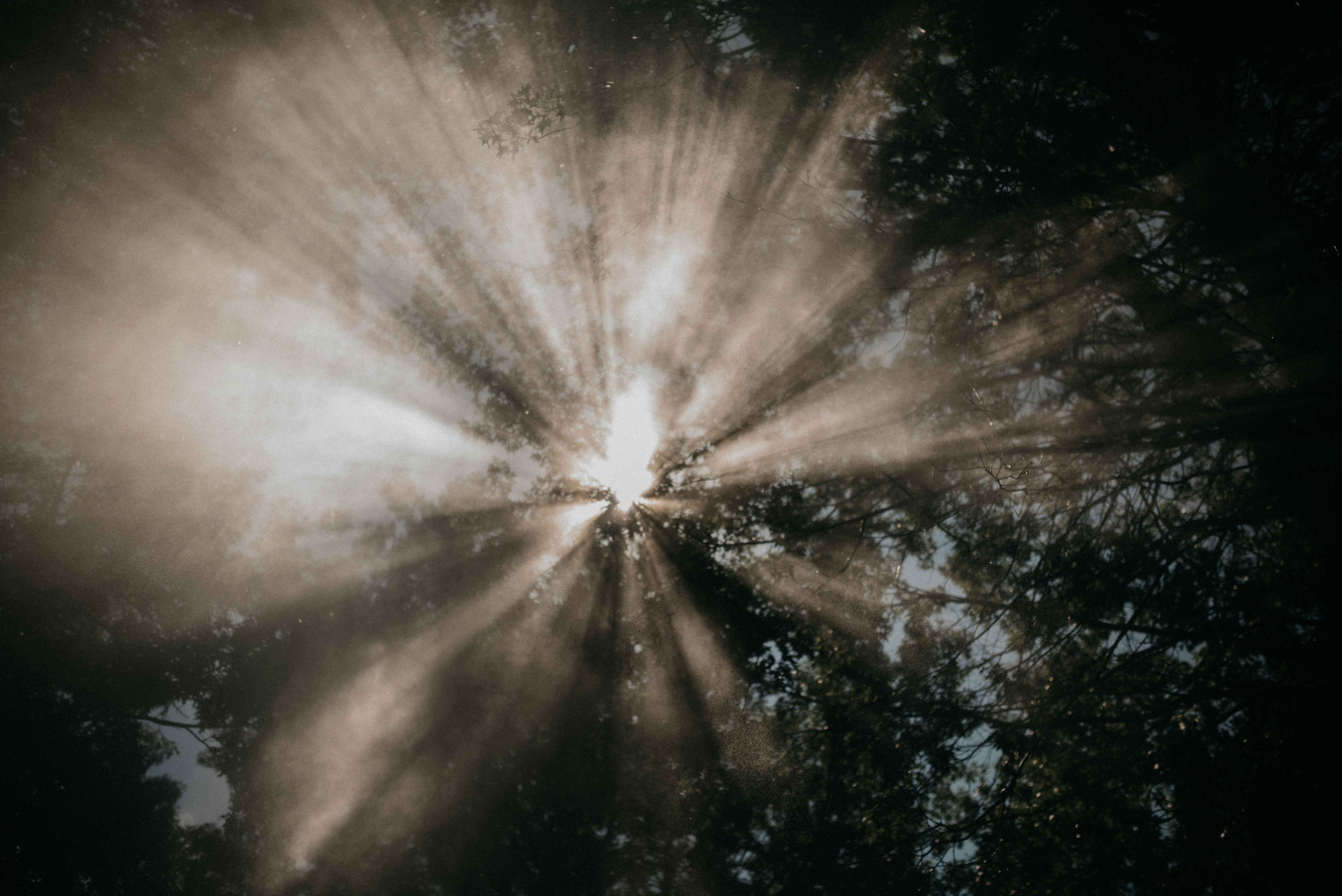 Sunbeams Through Forest Canopy