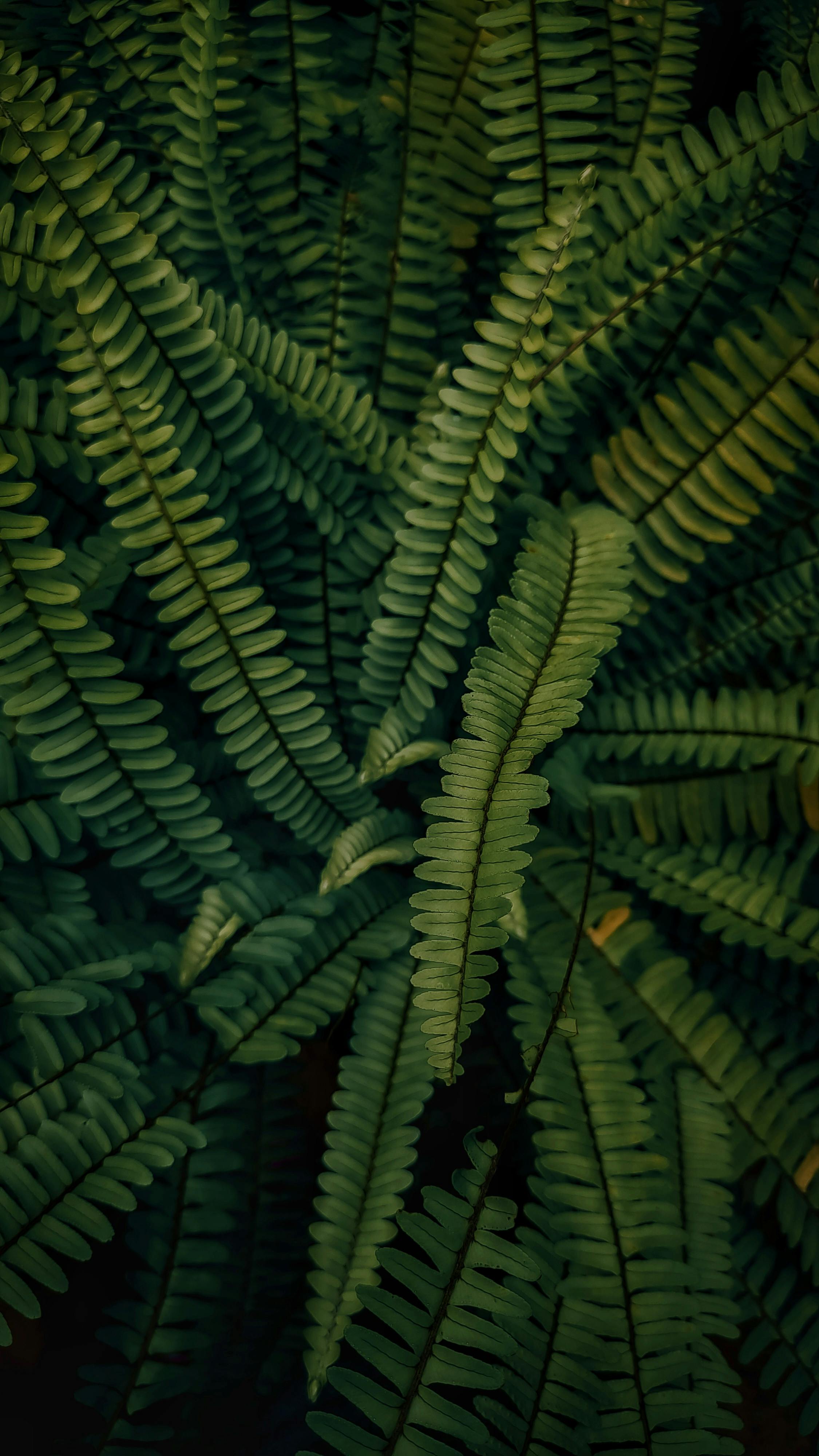 Wallpapers