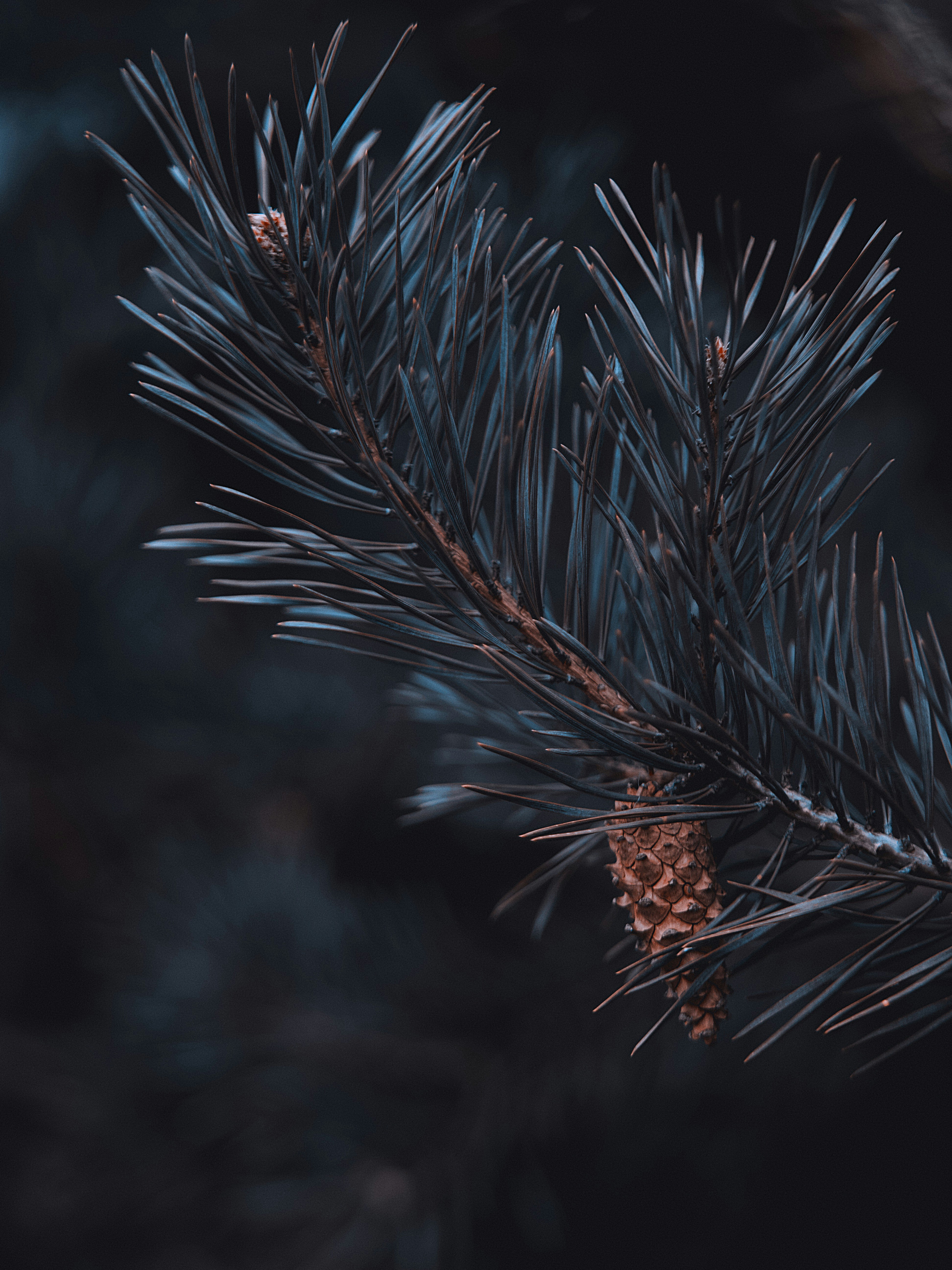 Pine Branch with Pinecone