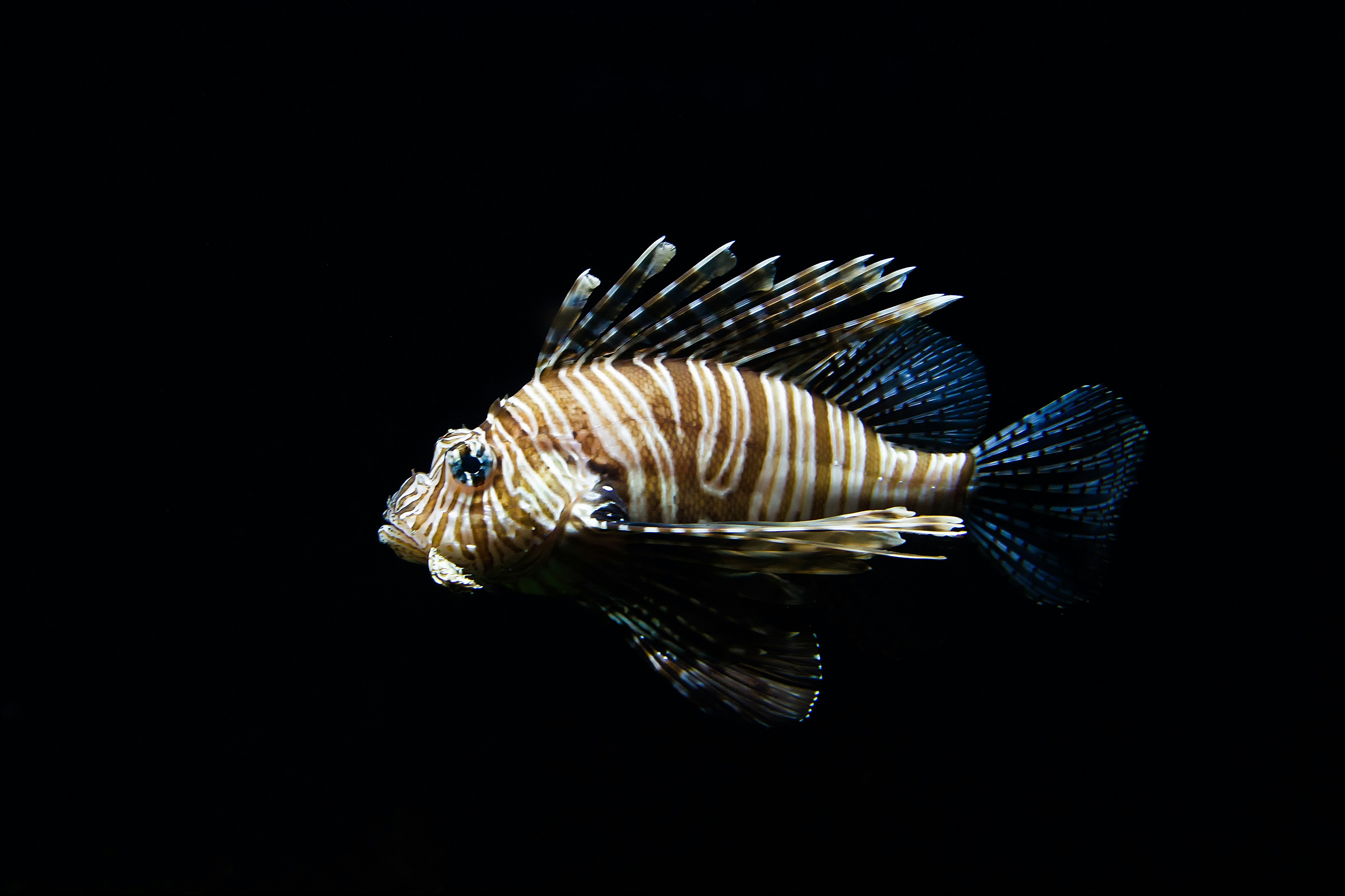 Striped Lionfish on Black Background