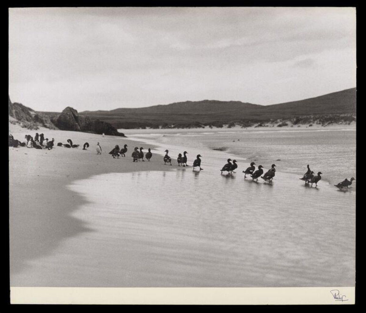 Penguins Walking on Beach Shore