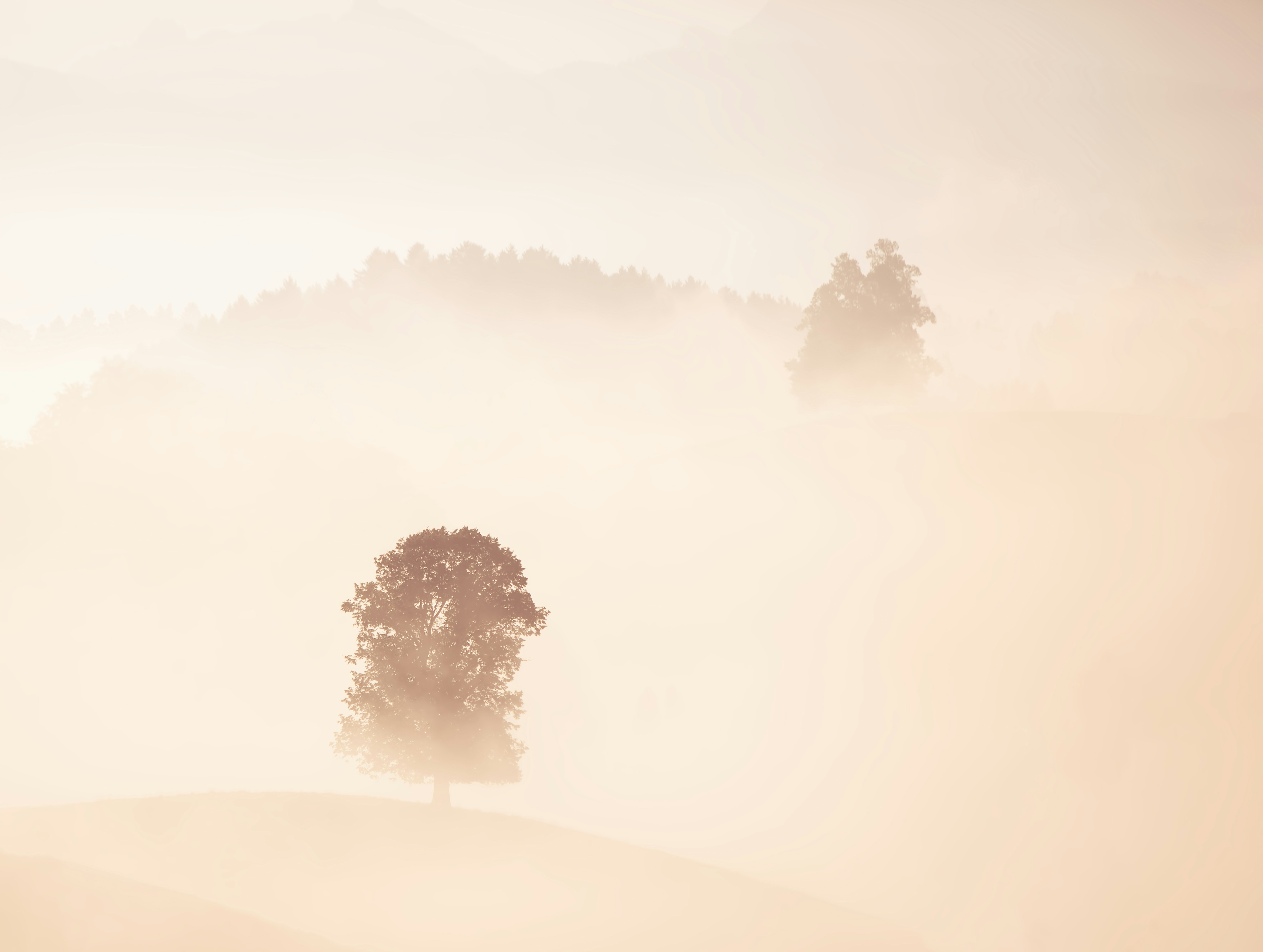 Misty Morning Hills with Lone Tree