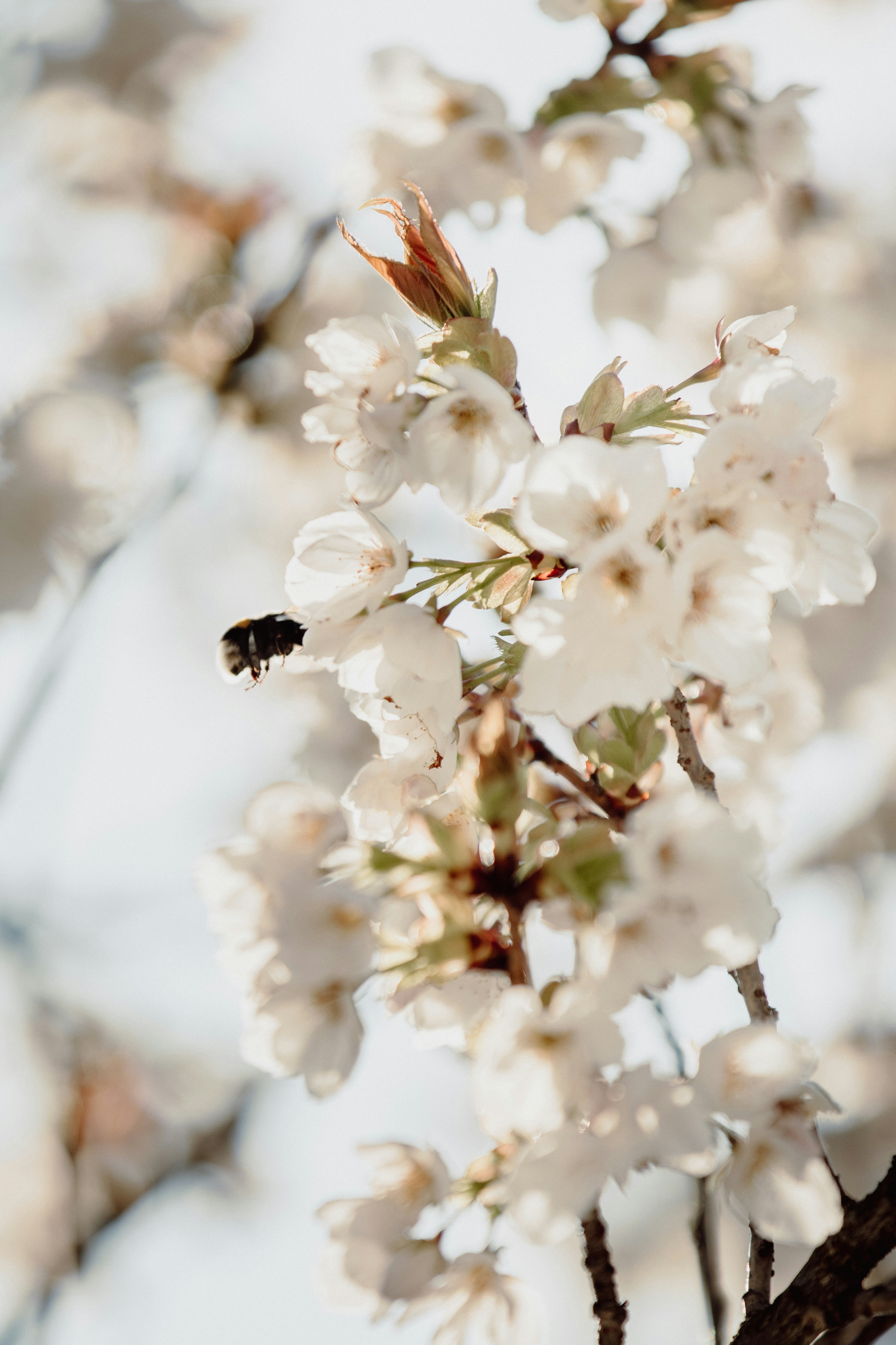 Bumblebee on White Cherry Blossoms