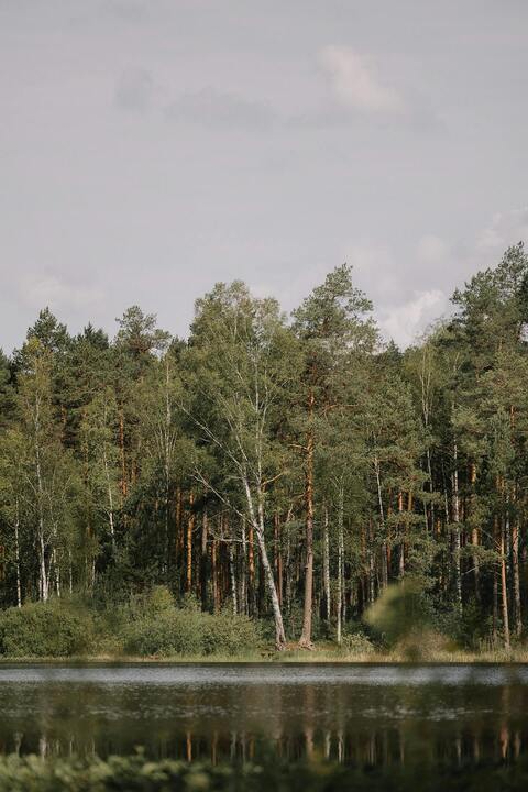 Calm Lake by Dense Forest