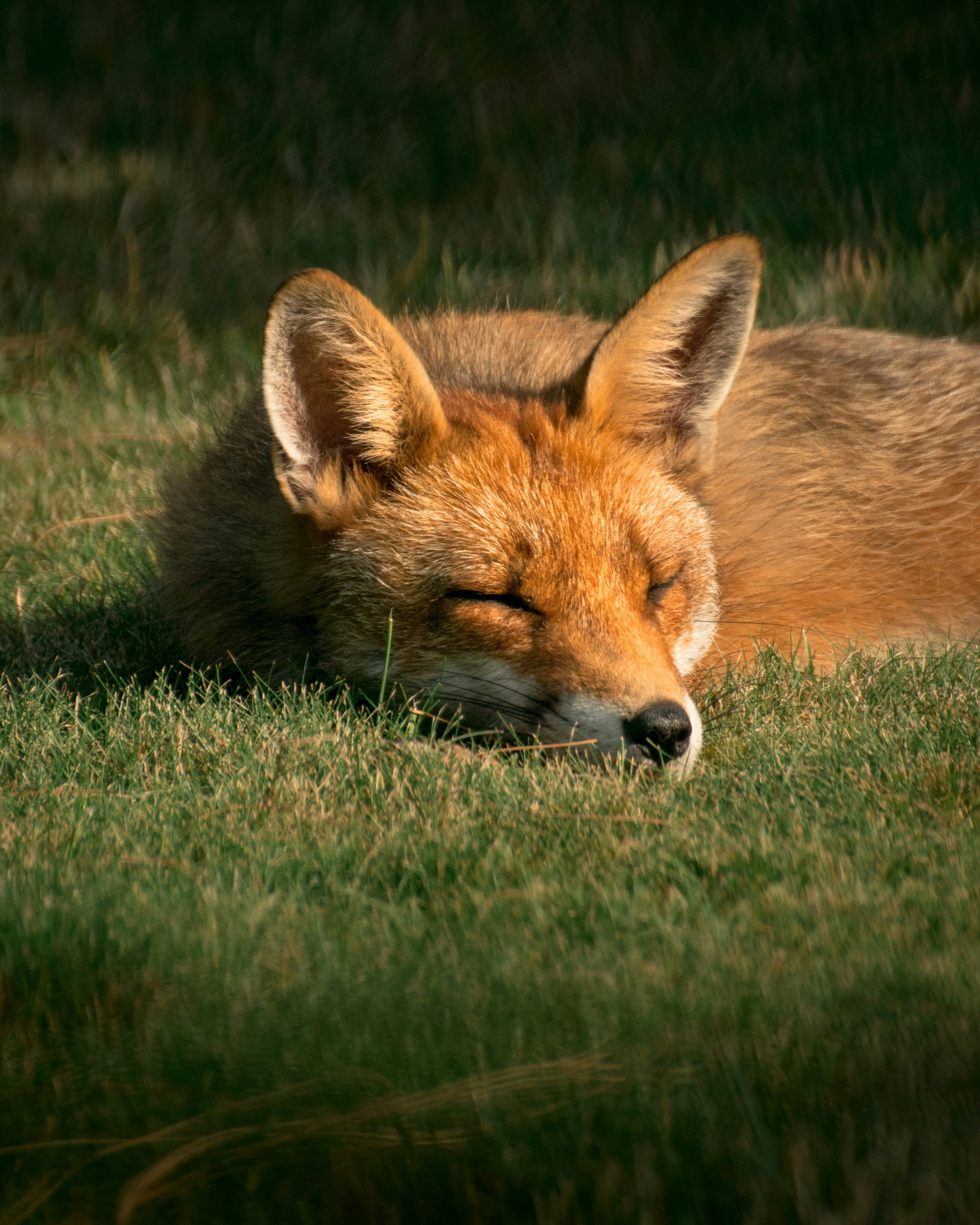 Sleeping Red Fox on Grass